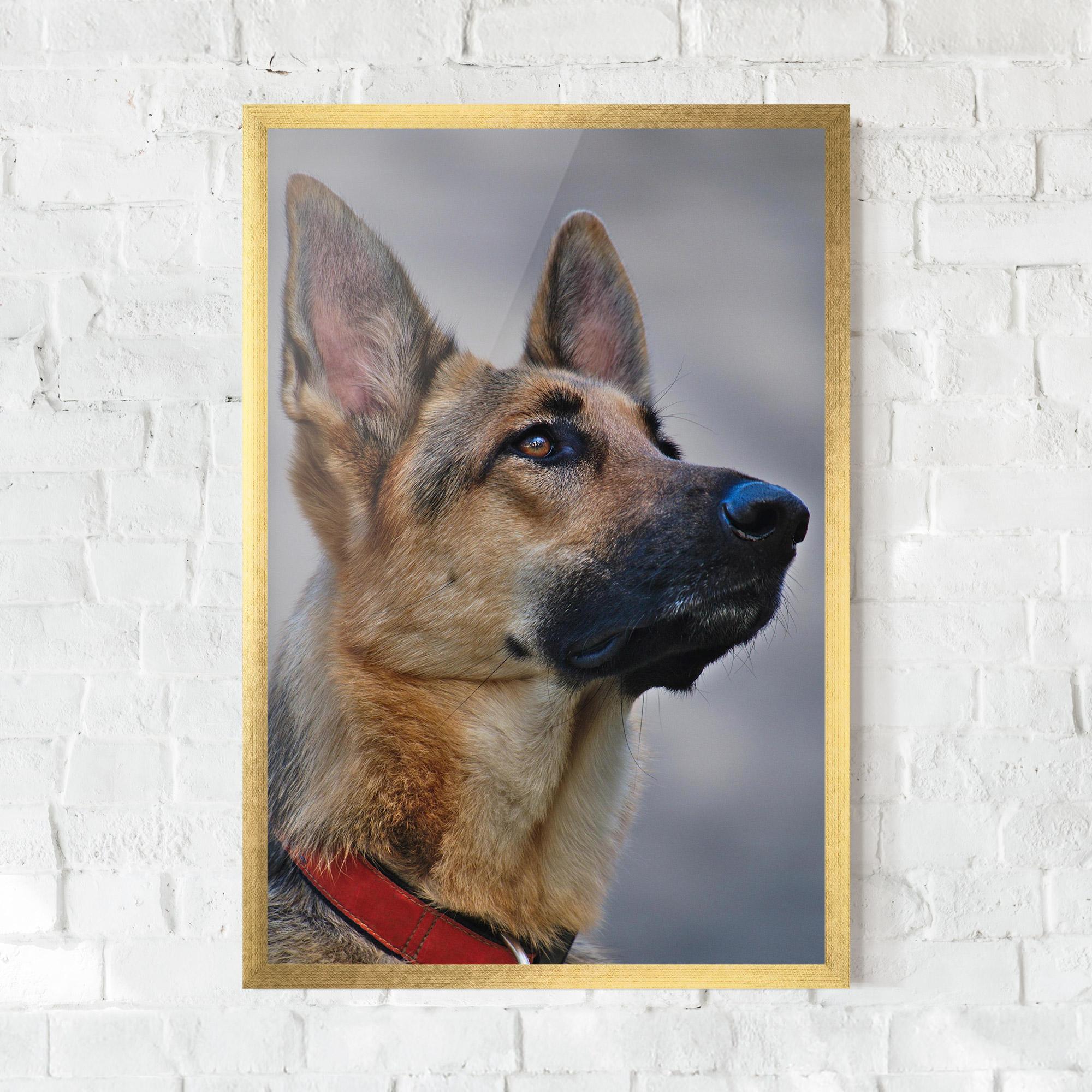 Рамкиран постер German Shepherd mockup 0