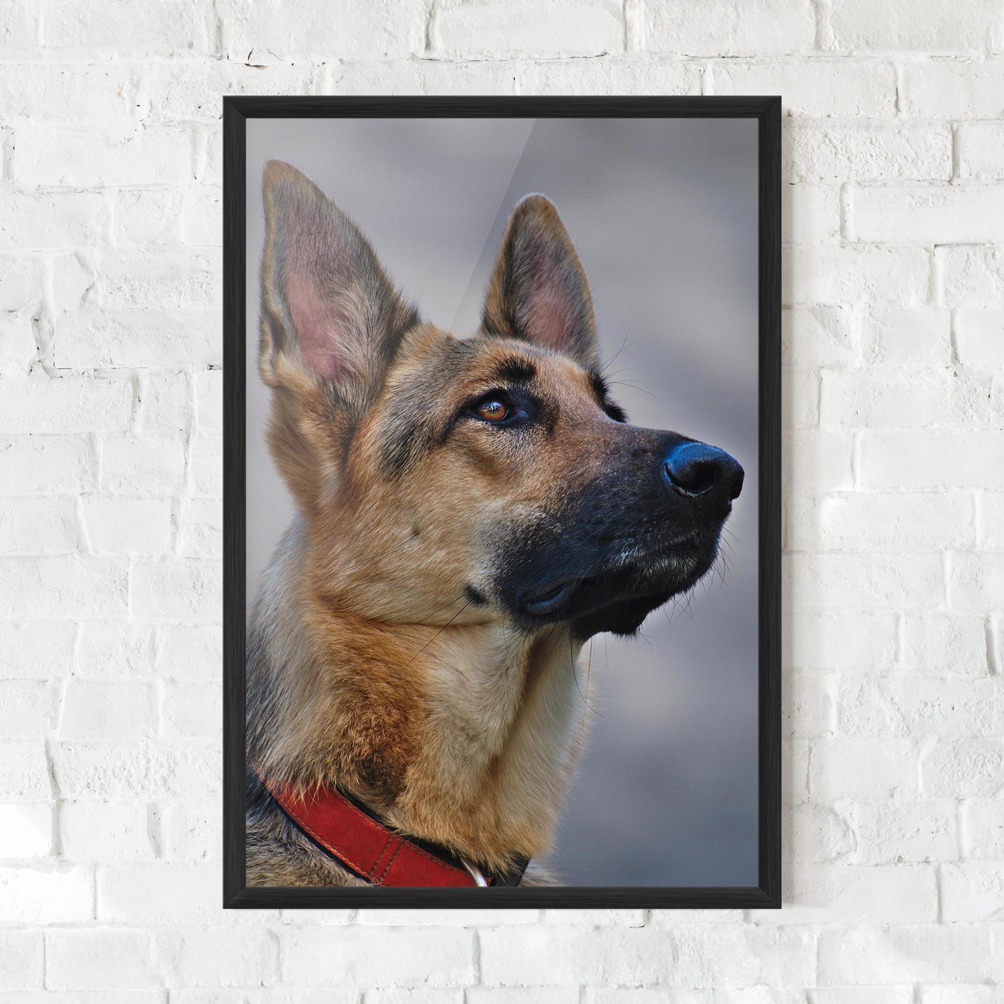 Рамкиран постер German Shepherd mockup 0