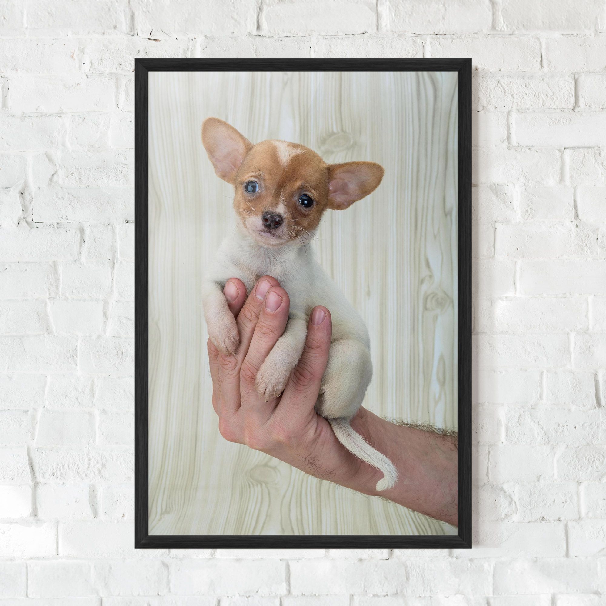 Holding Chihuahua mockup 0