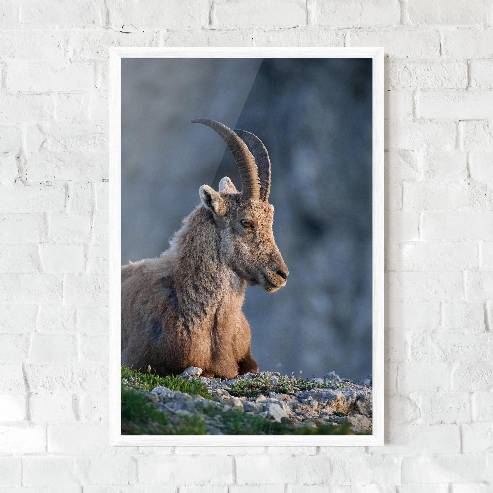 Рамкиран постер Mountain Goat mockup 0