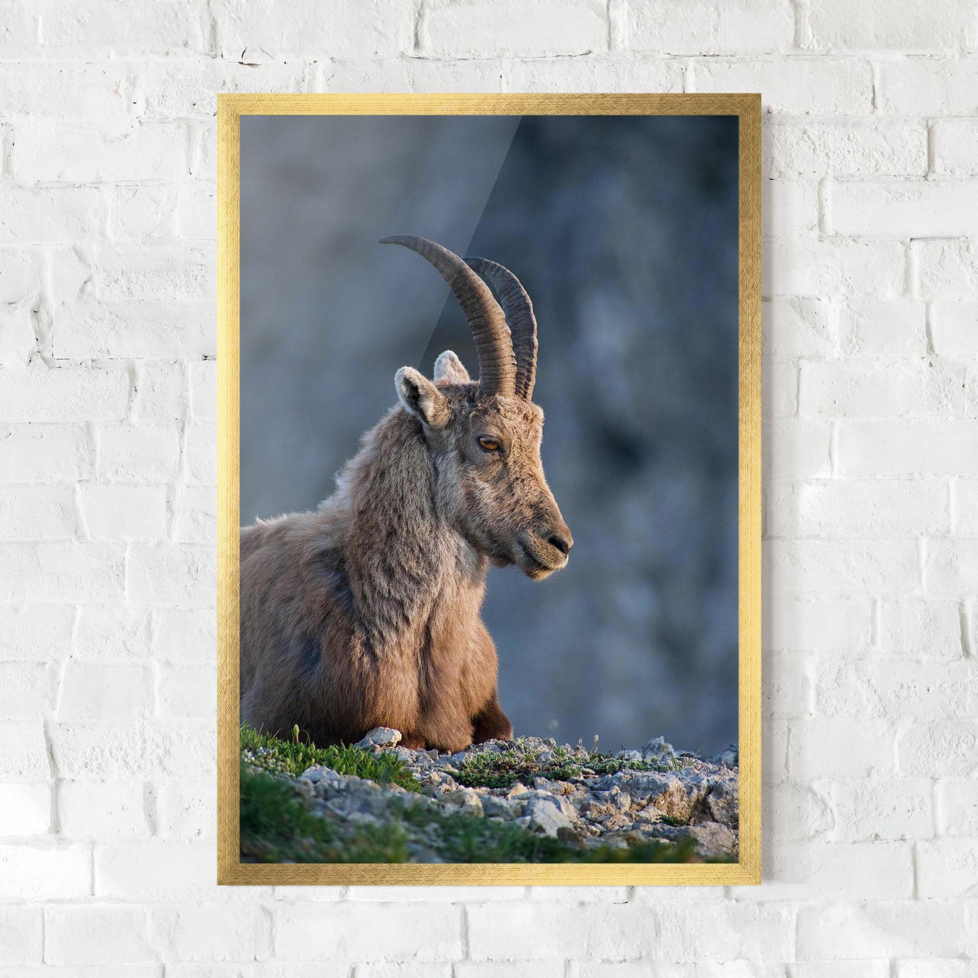 Рамкиран постер Mountain Goat mockup 0