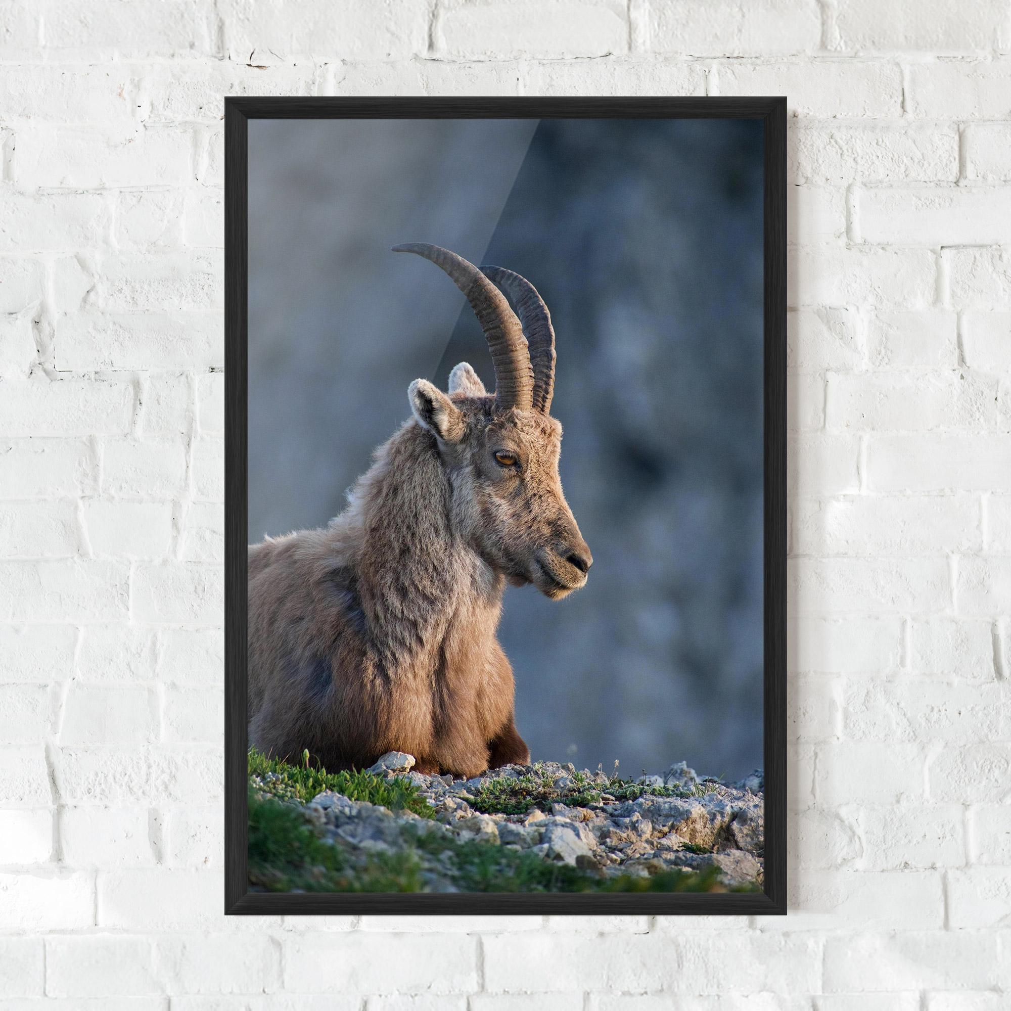 Рамкиран постер Mountain Goat mockup 0