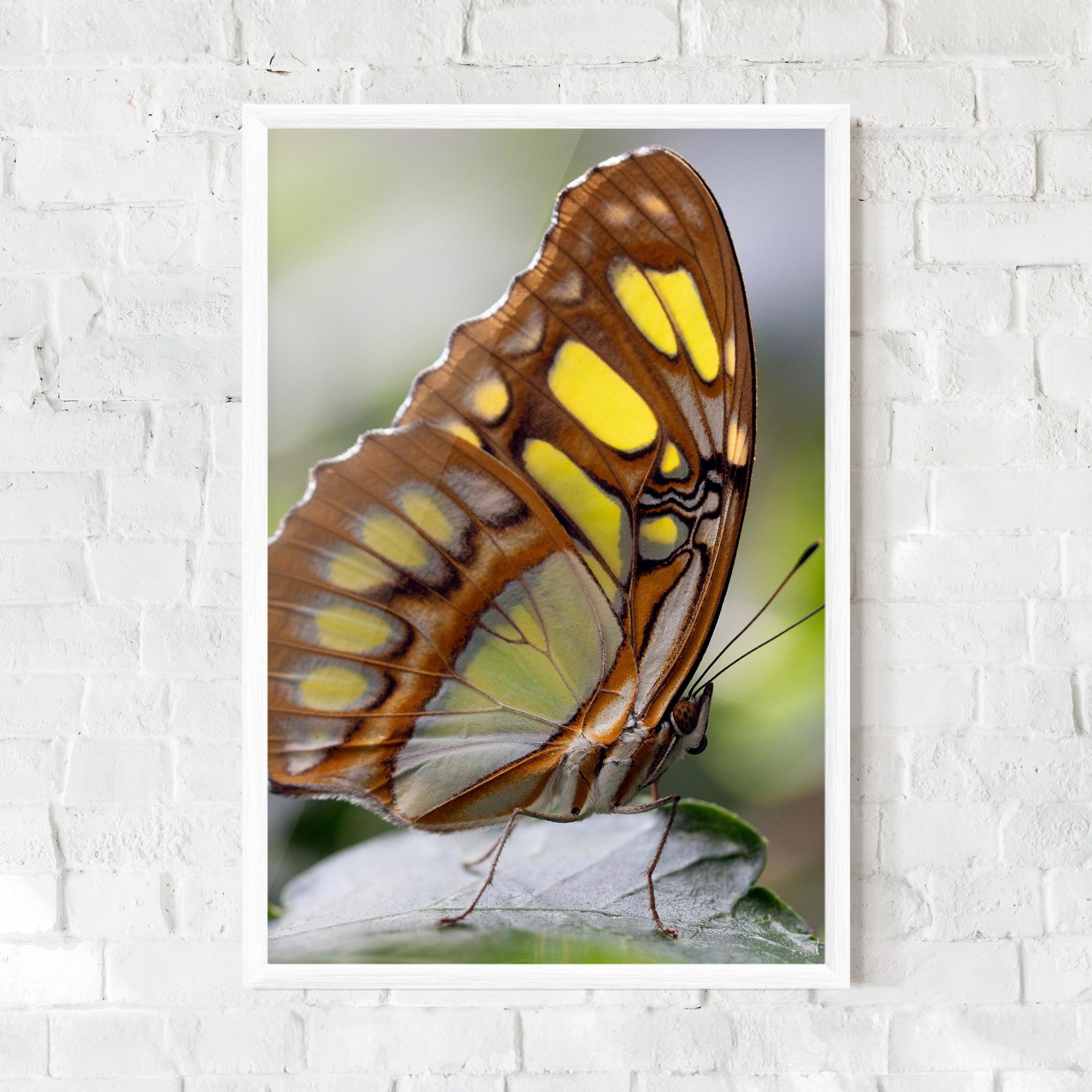 Brown Yellow Butterfly mockup 0