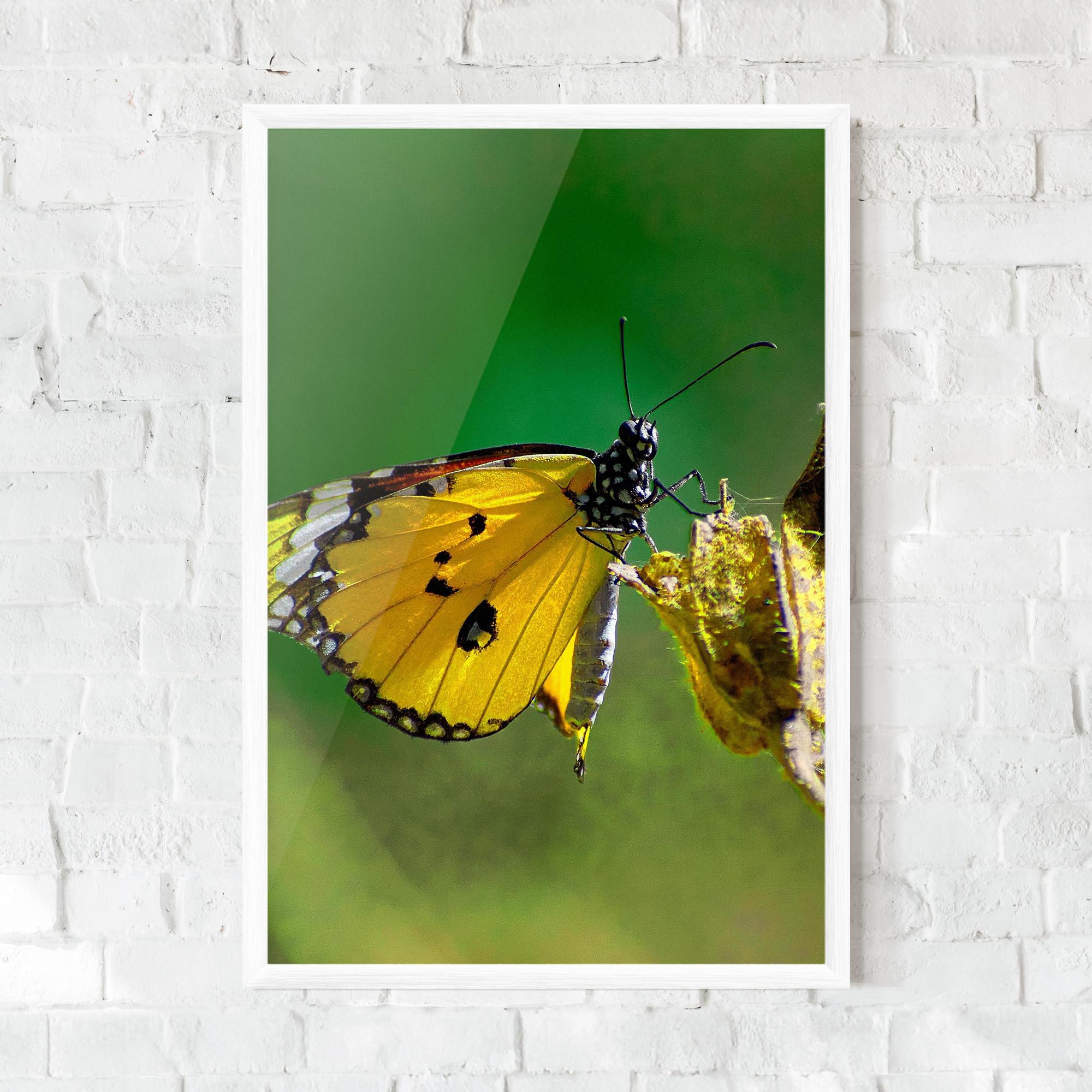 Рамкиран постер Yellow White Butterfly mockup 0
