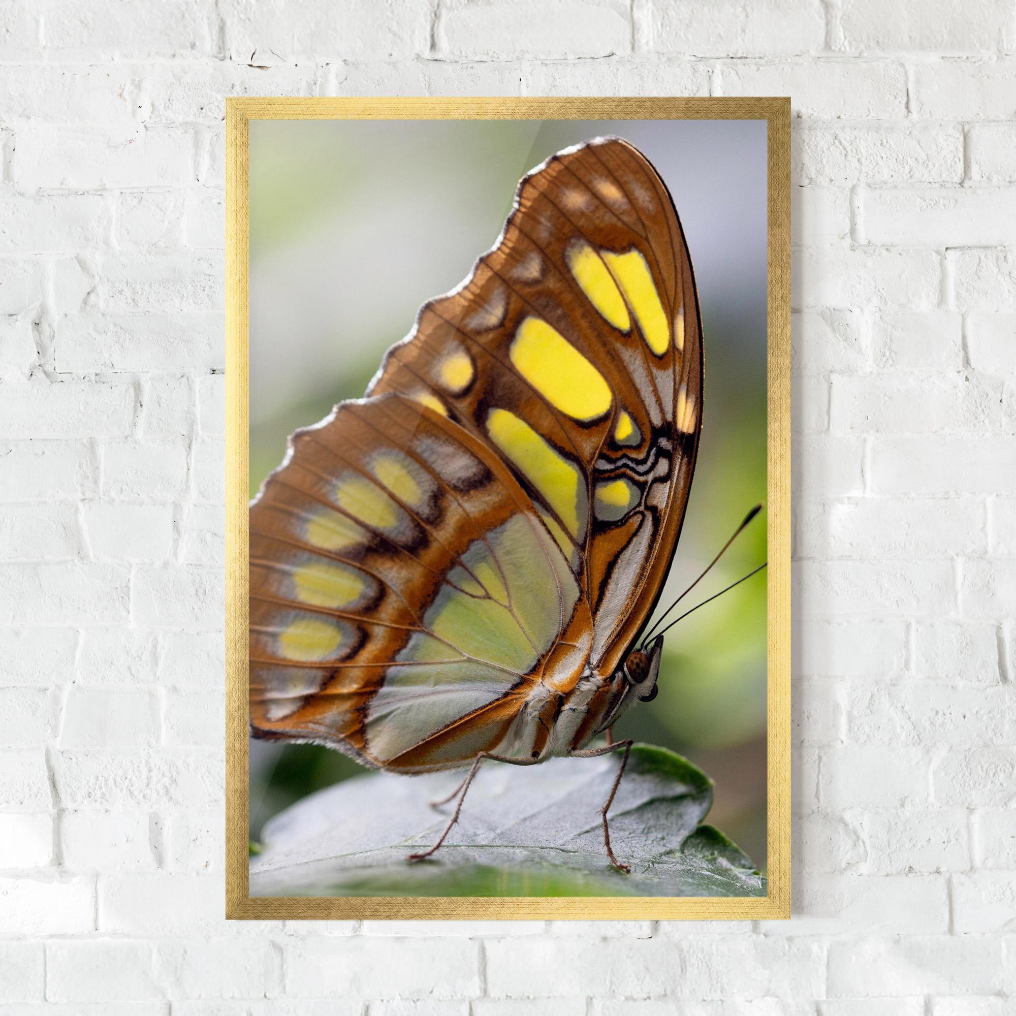 Рамкиран постер Brown Yellow Butterfly mockup 0