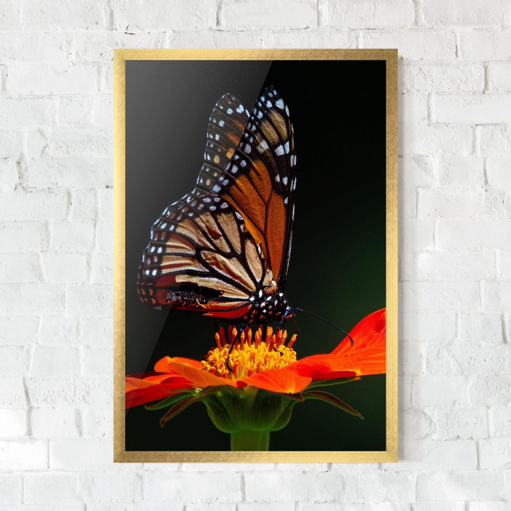 Dark Orange Butterfy mockup 0