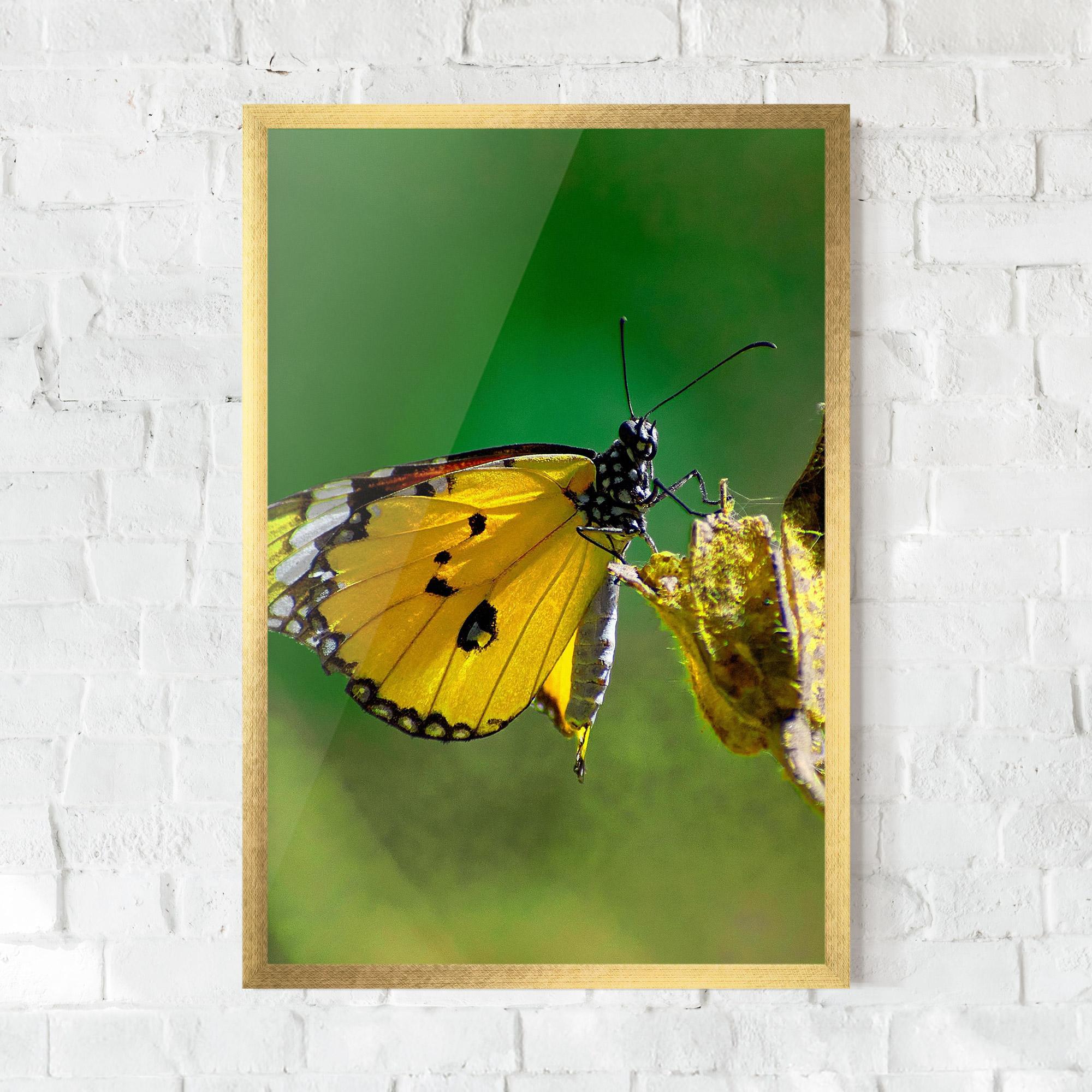 Рамкиран постер Yellow White Butterfly mockup 0
