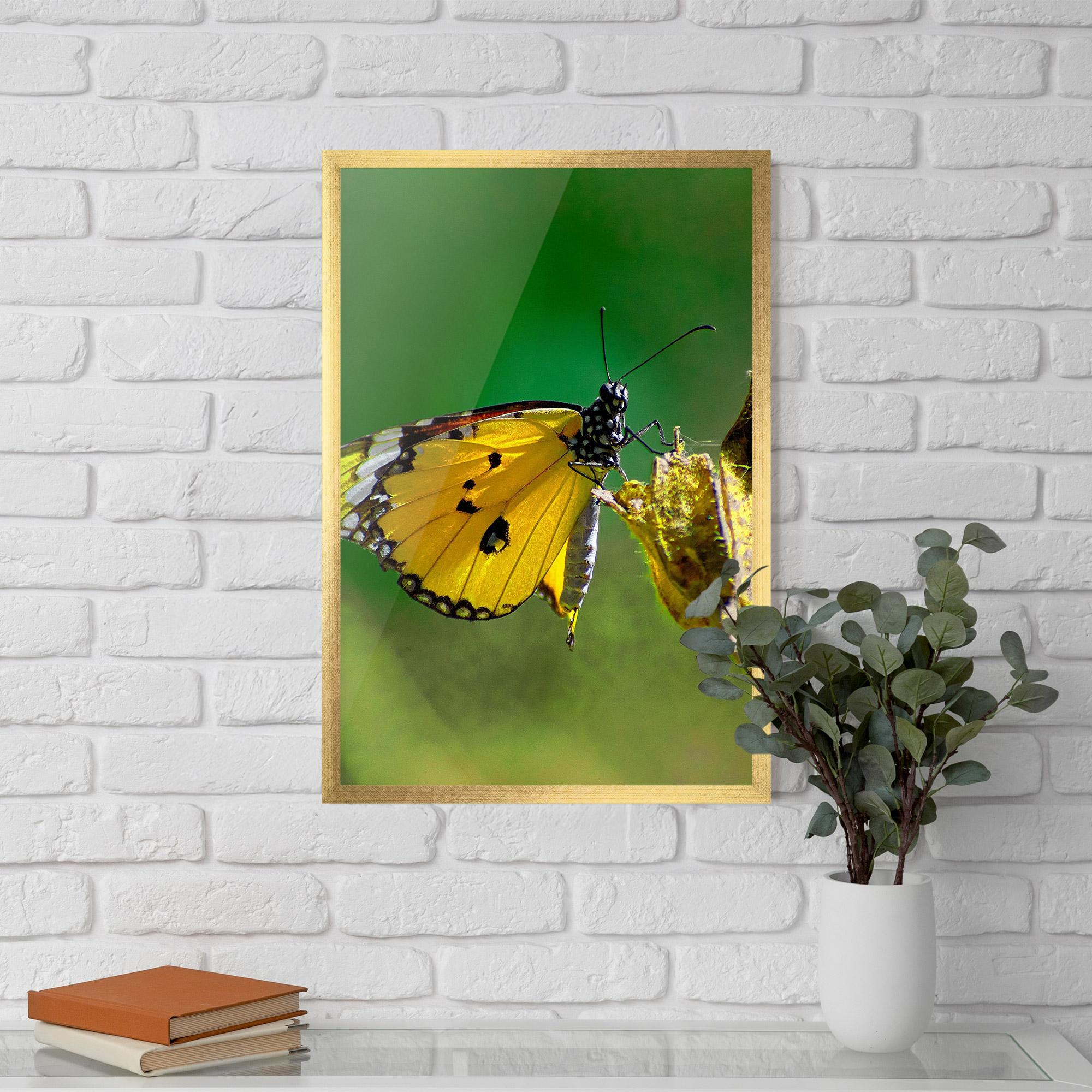 Рамкиран постер Yellow White Butterfly mockup 5