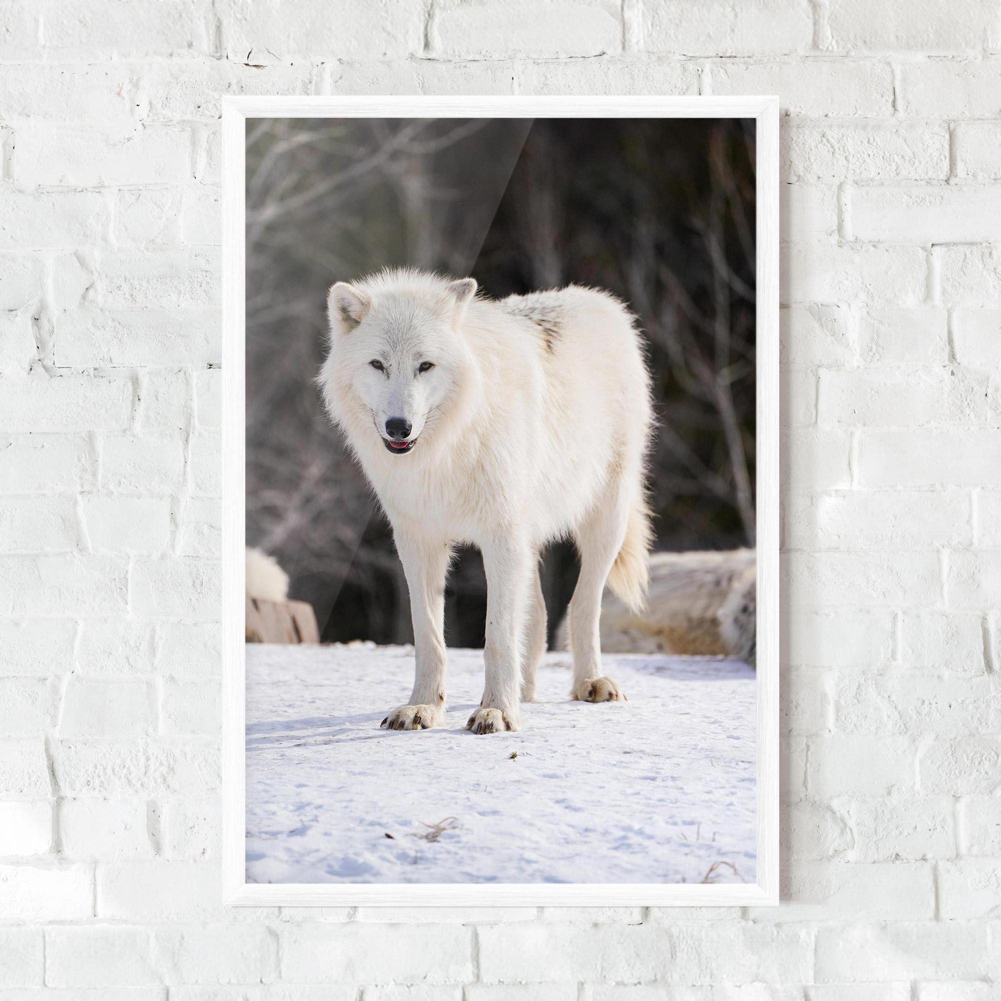 Рамкиран постер Beautiful White Wolf mockup 0
