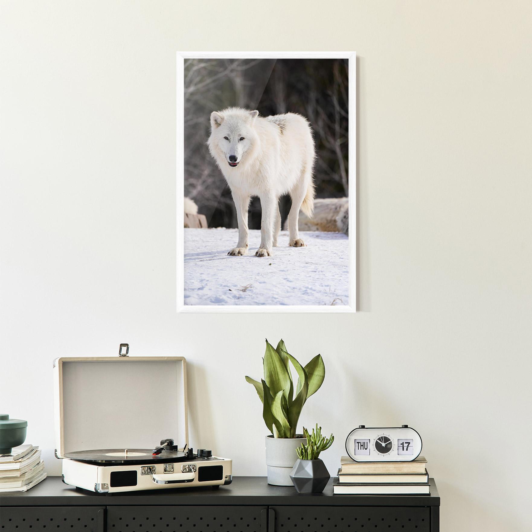Рамкиран постер Beautiful White Wolf mockup 2