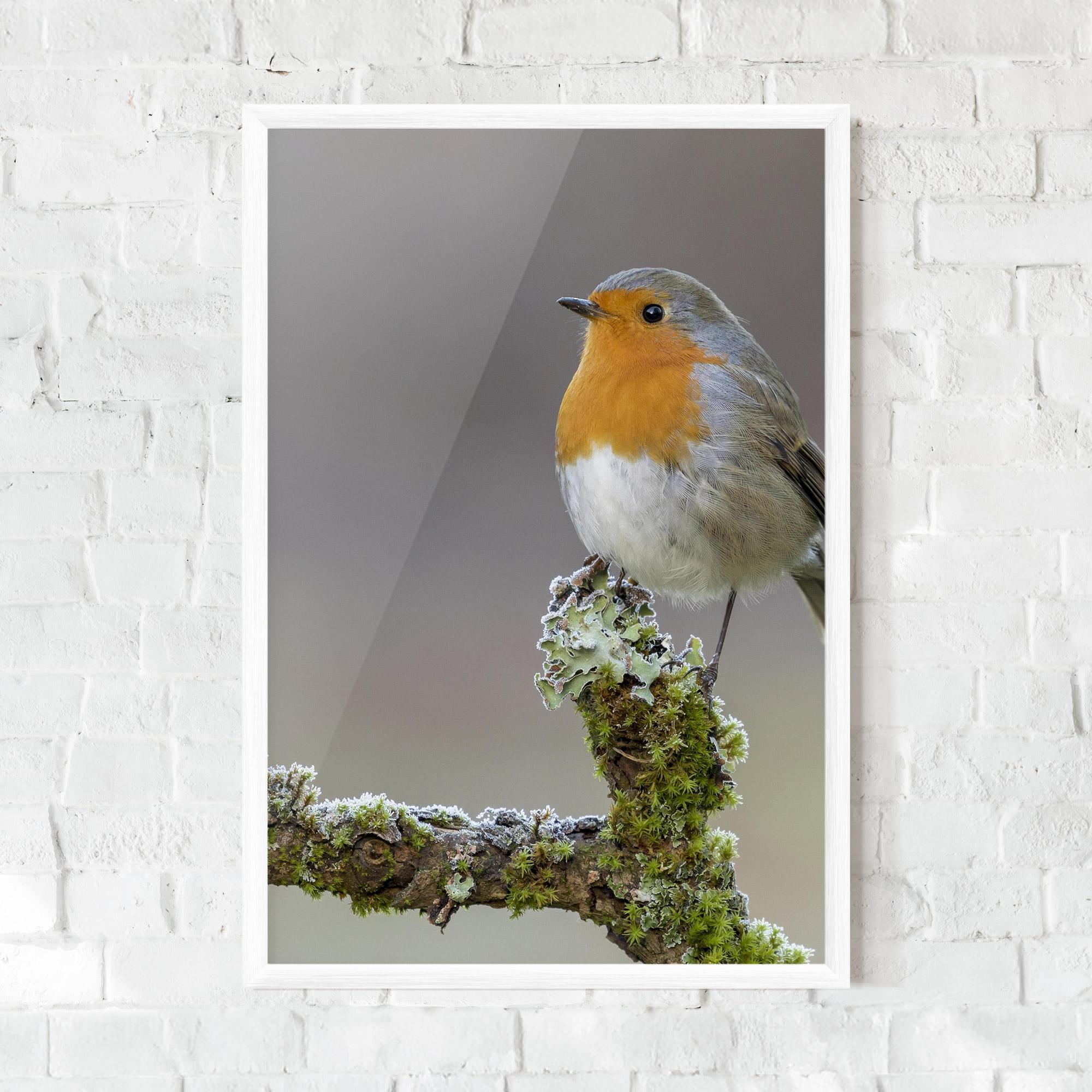 Рамкиран постер Erithacus Bird mockup 0