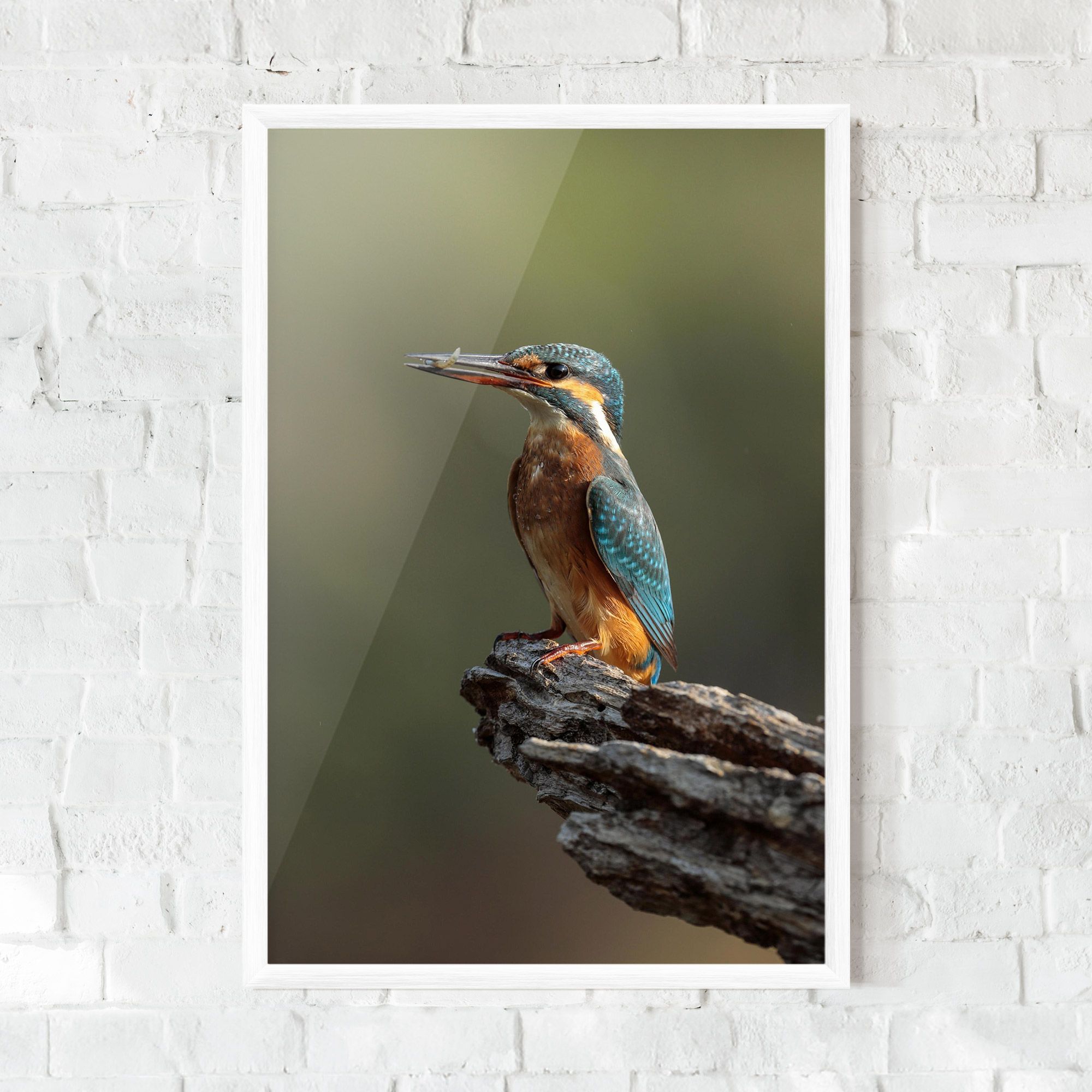 Female Kingfisher mockup 0