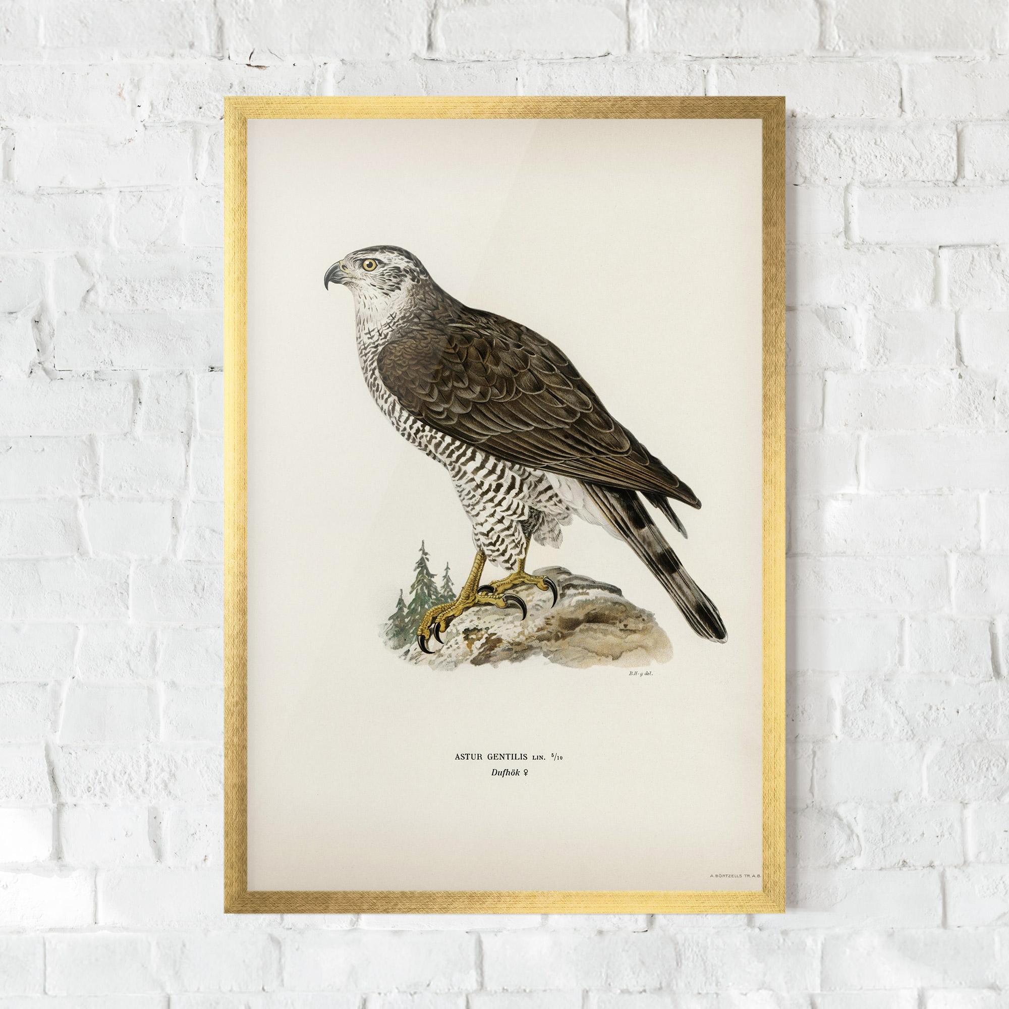 Рамкиран постер Astur Gentilis mockup 0