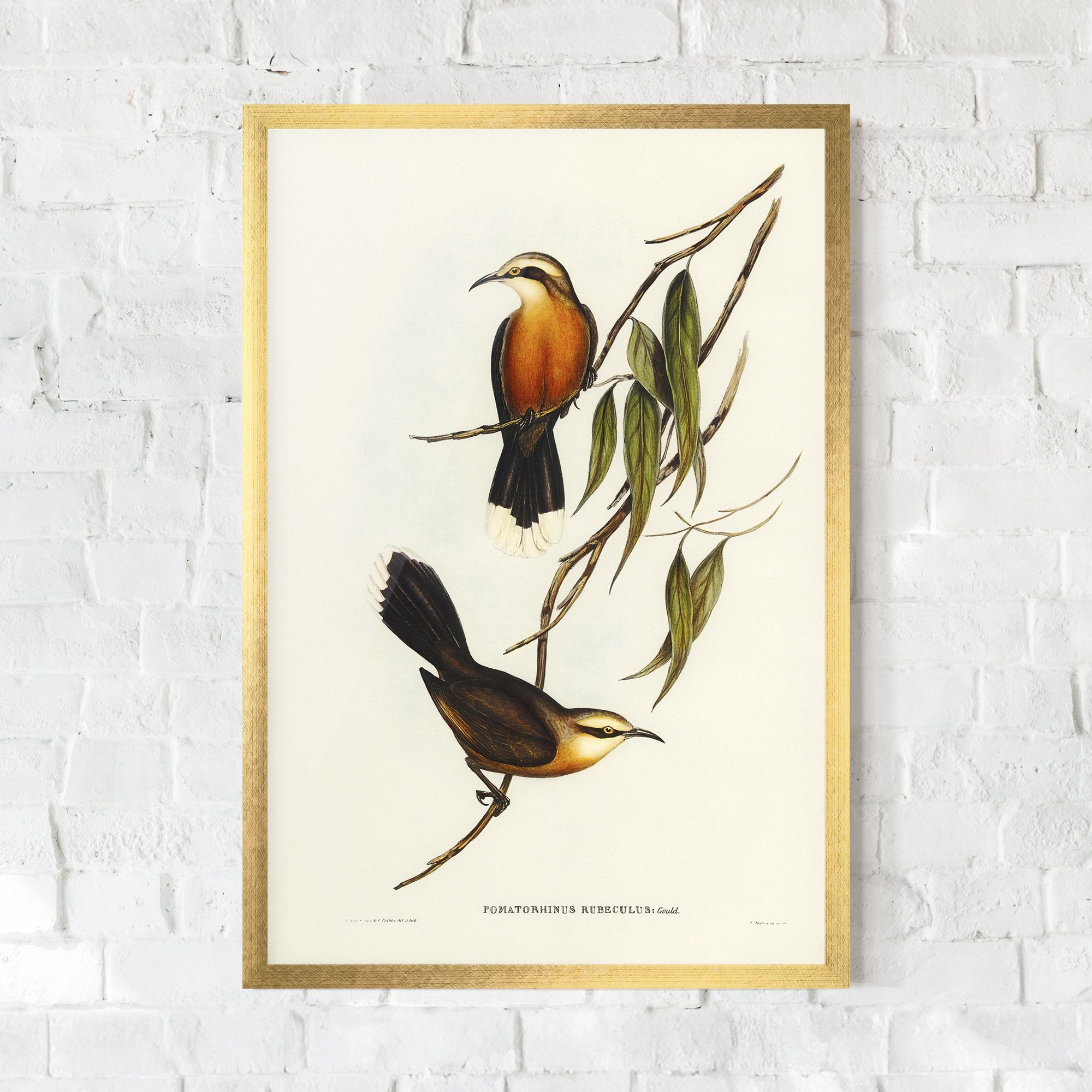 Red Pomatorhinus mockup 0