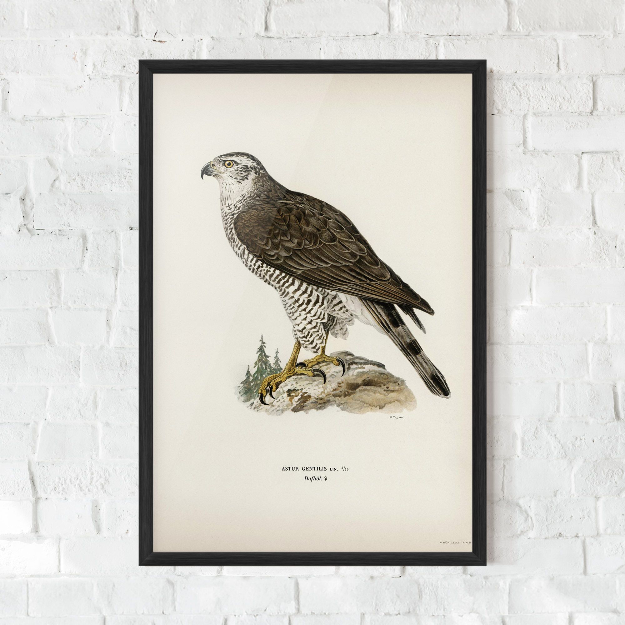 Astur Gentilis mockup 0