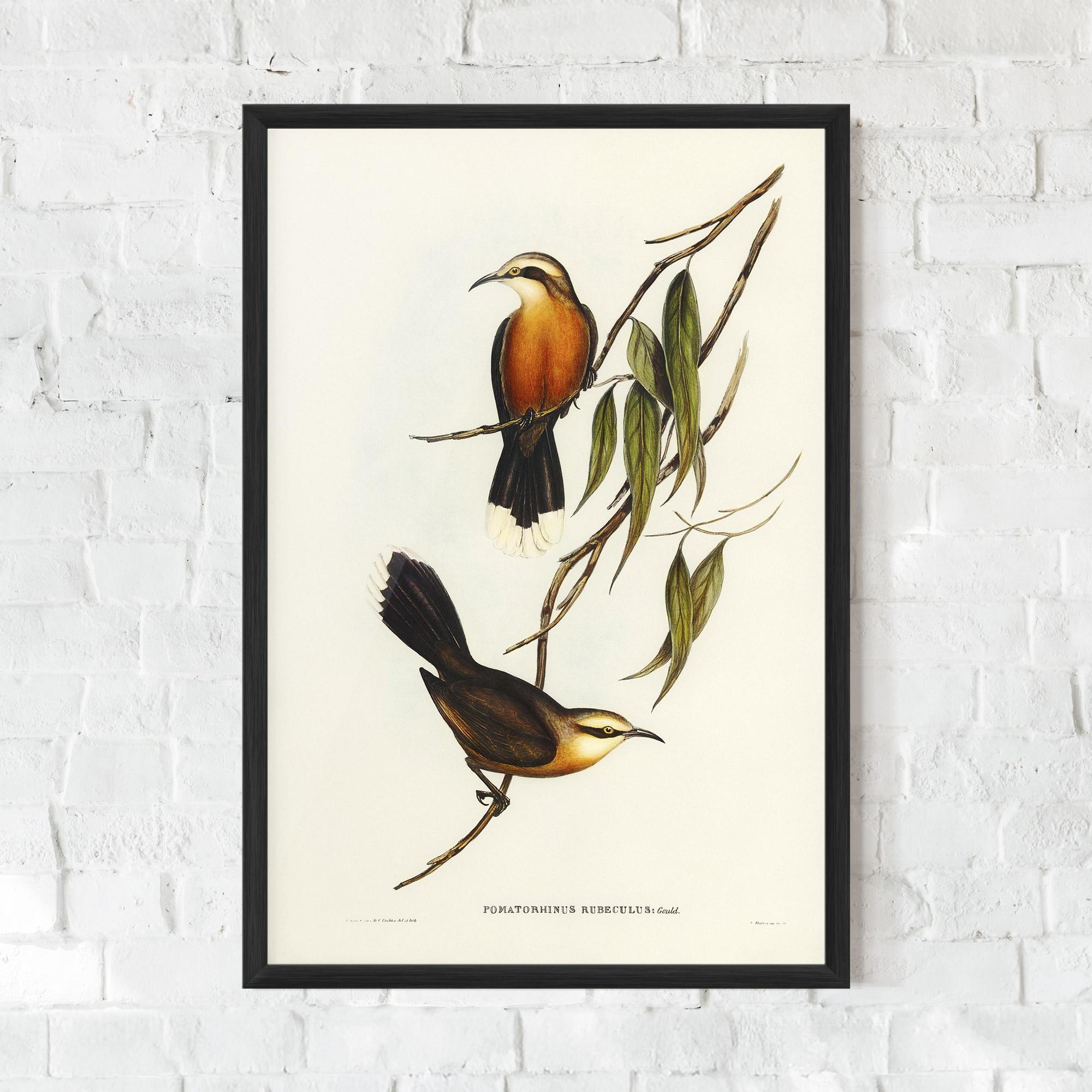 Рамкиран постер Red Pomatorhinus mockup 0