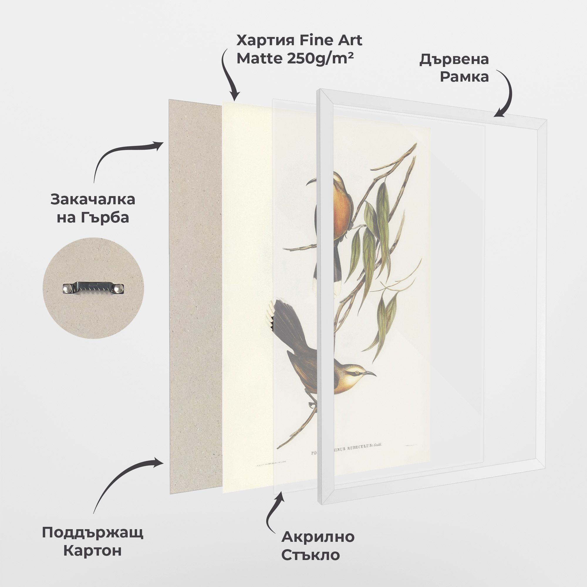 Red Pomatorhinus mockup 1