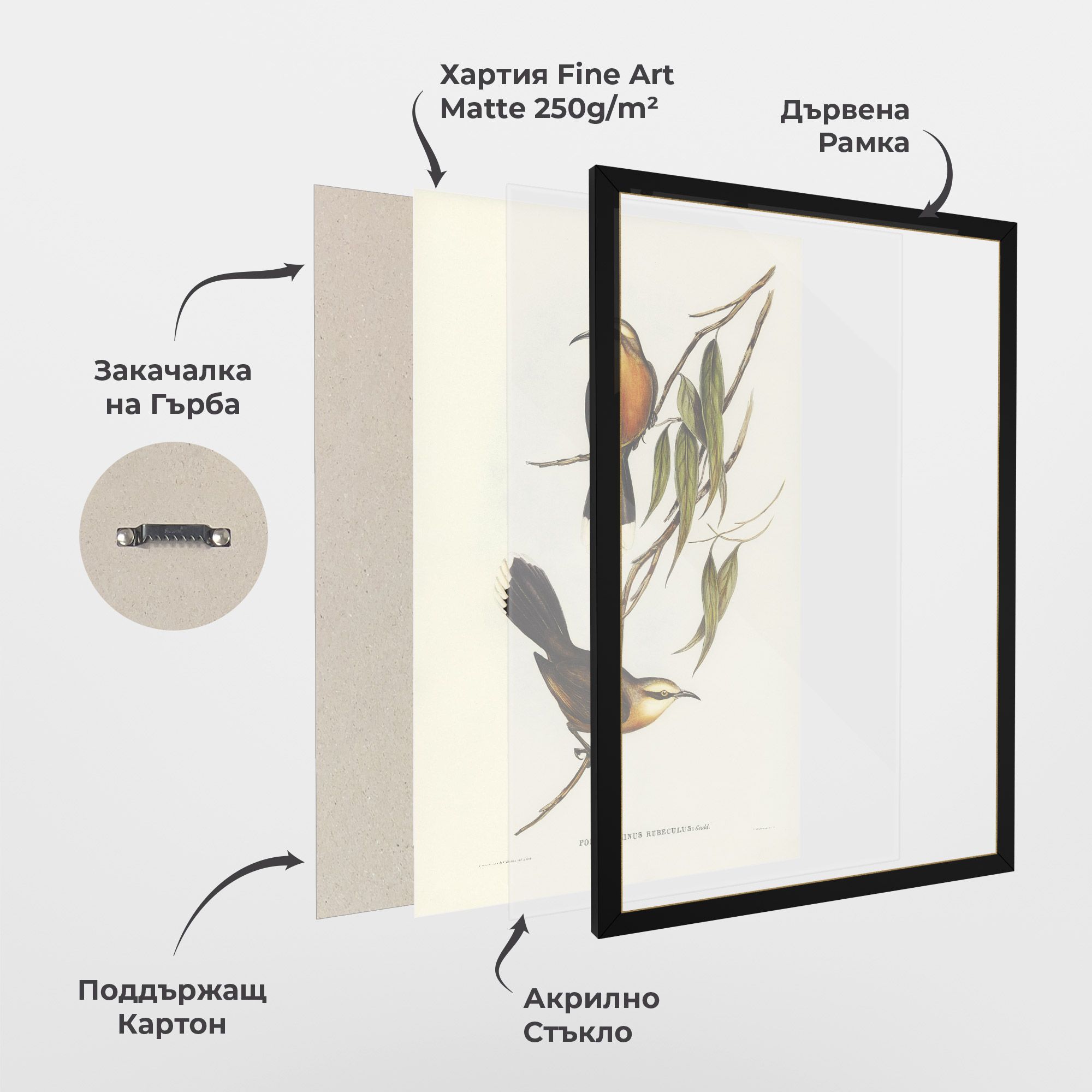 Red Pomatorhinus mockup 1