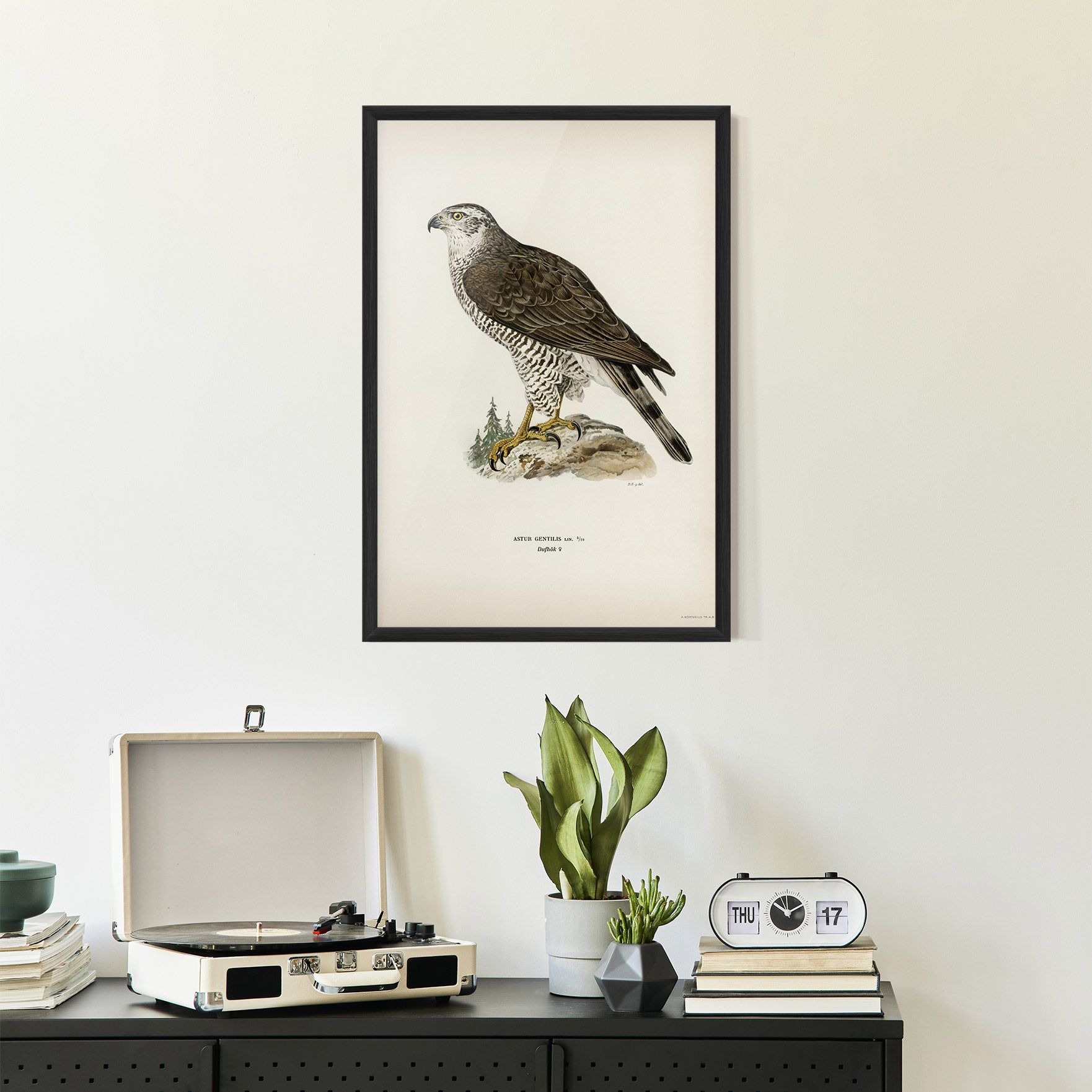 Astur Gentilis mockup 2