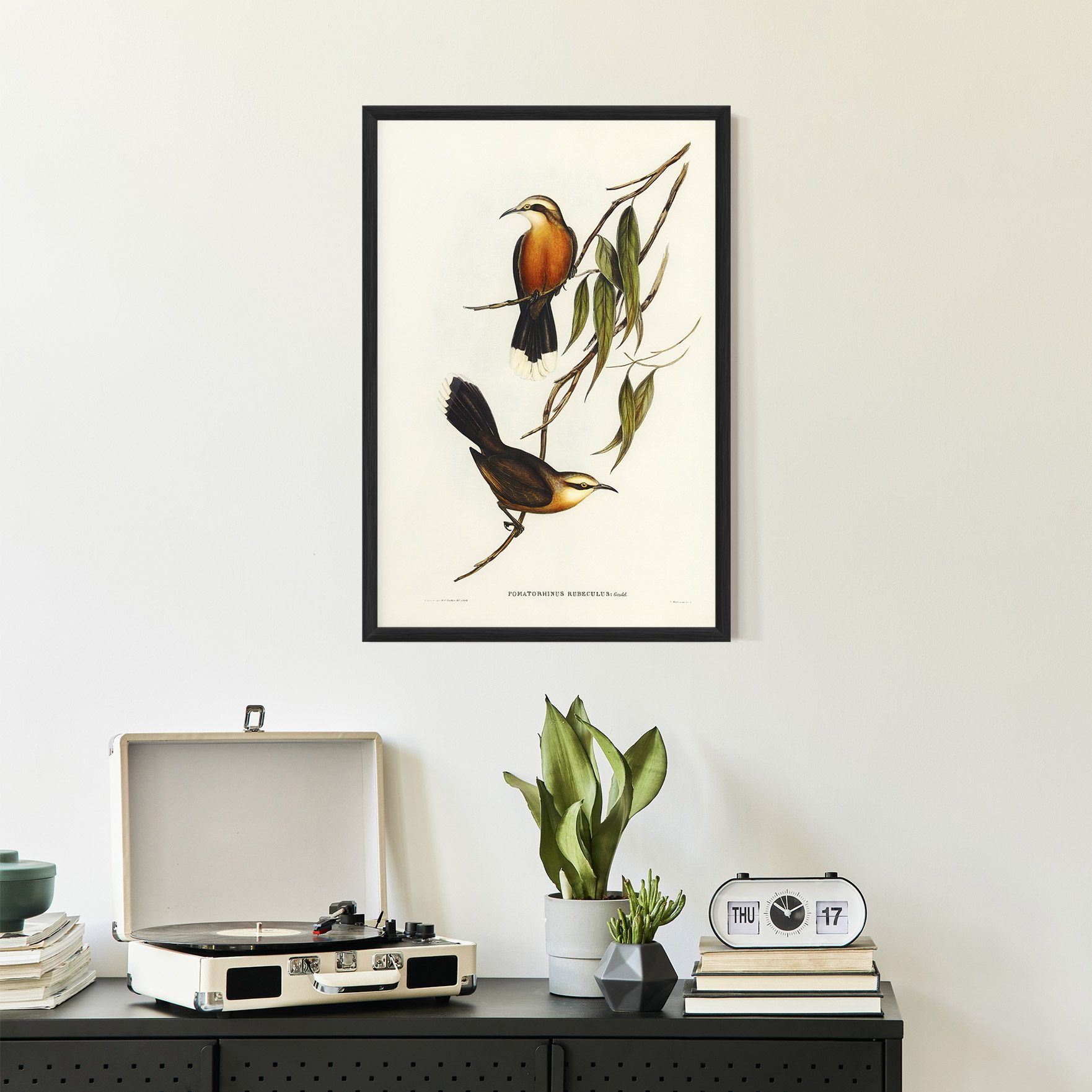 Red Pomatorhinus mockup 2