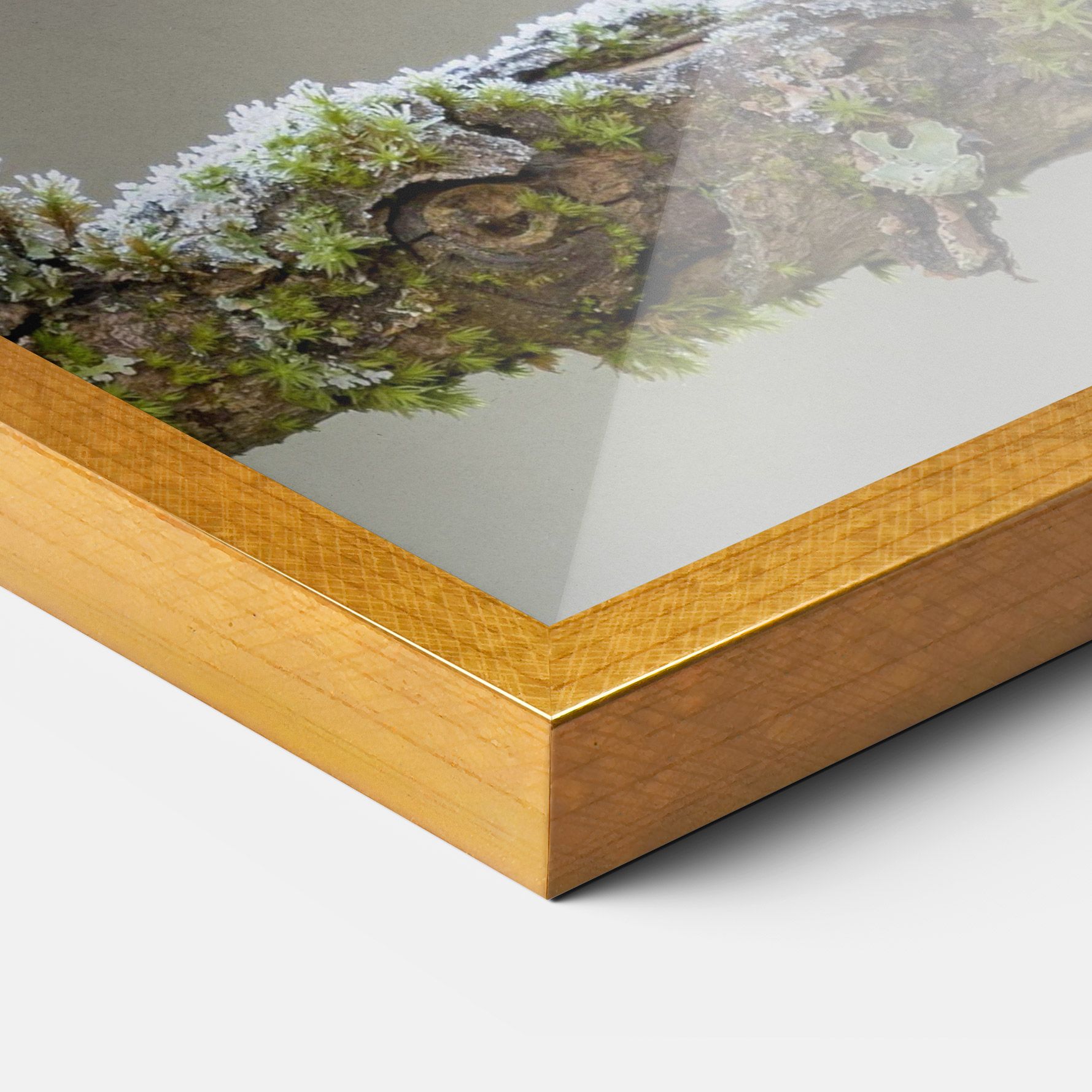 Erithacus Bird mockup 3