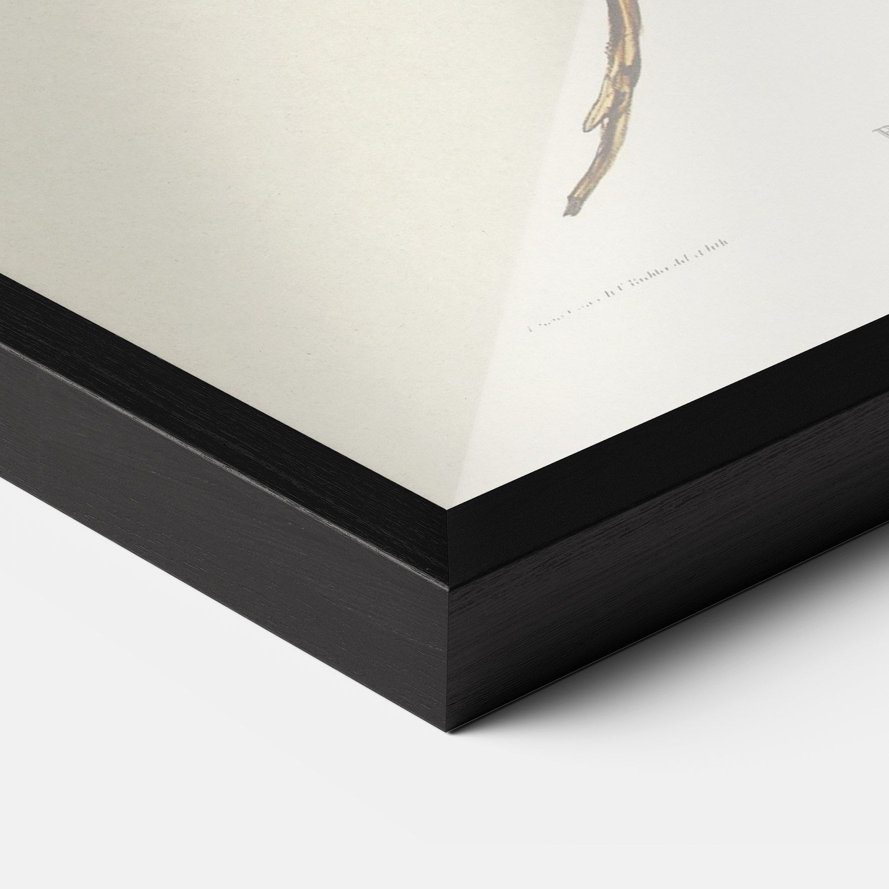 Red Pomatorhinus mockup 3