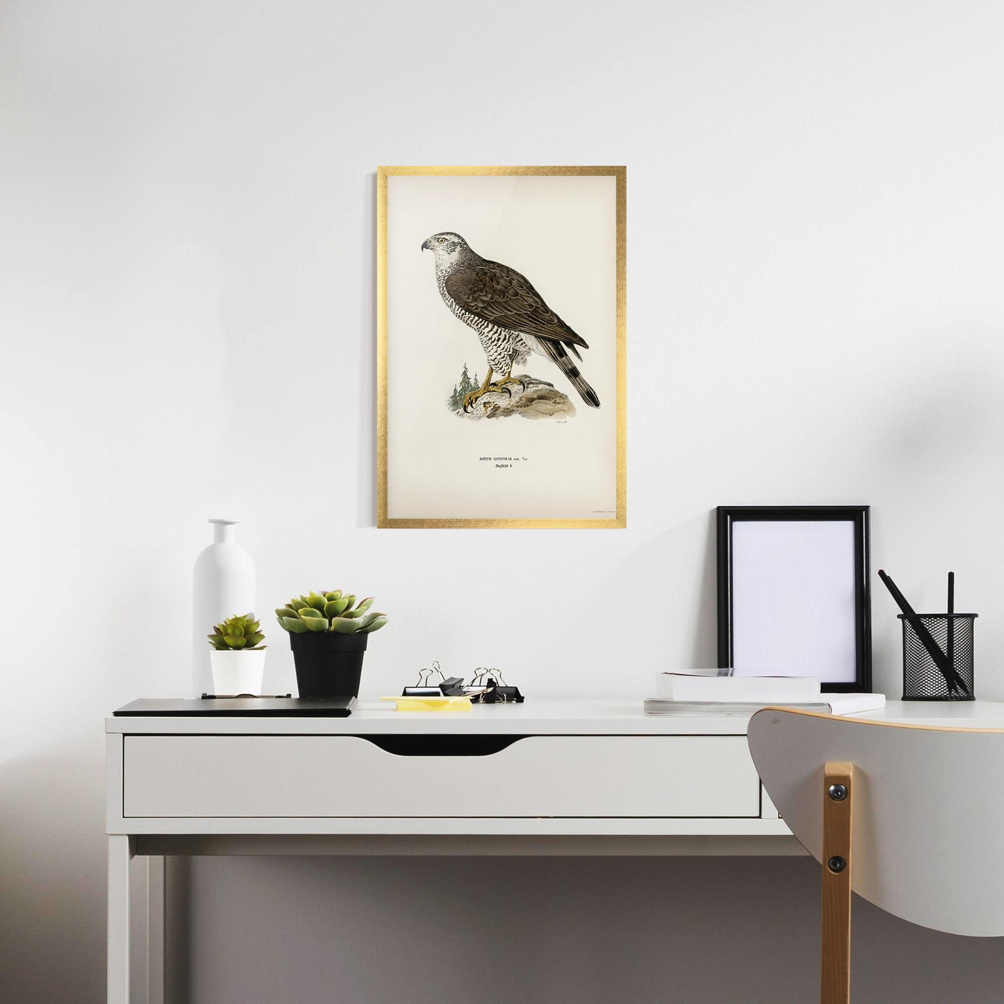 Рамкиран постер Astur Gentilis mockup 7