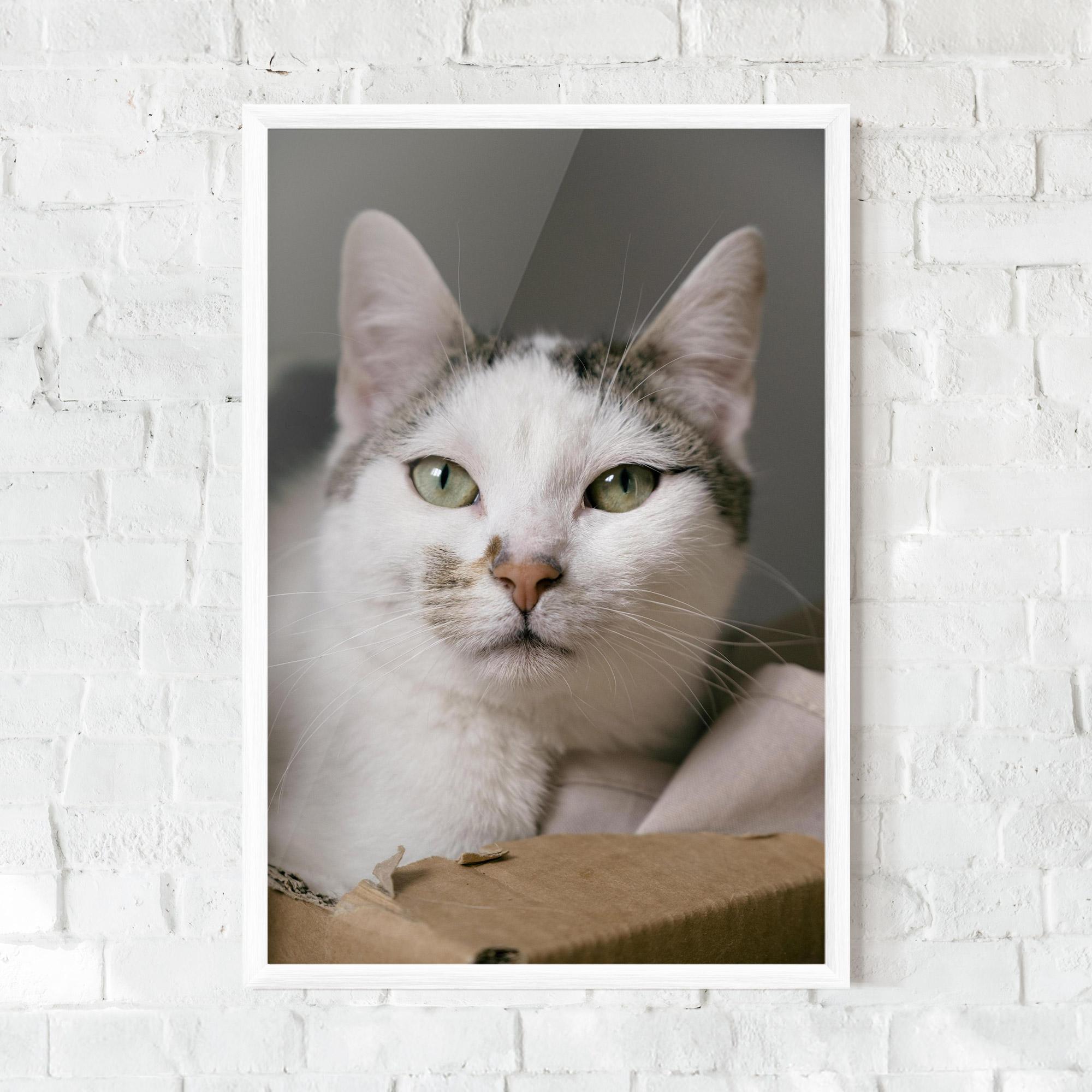 Рамкиран постер Big Sleepy Cat mockup 0