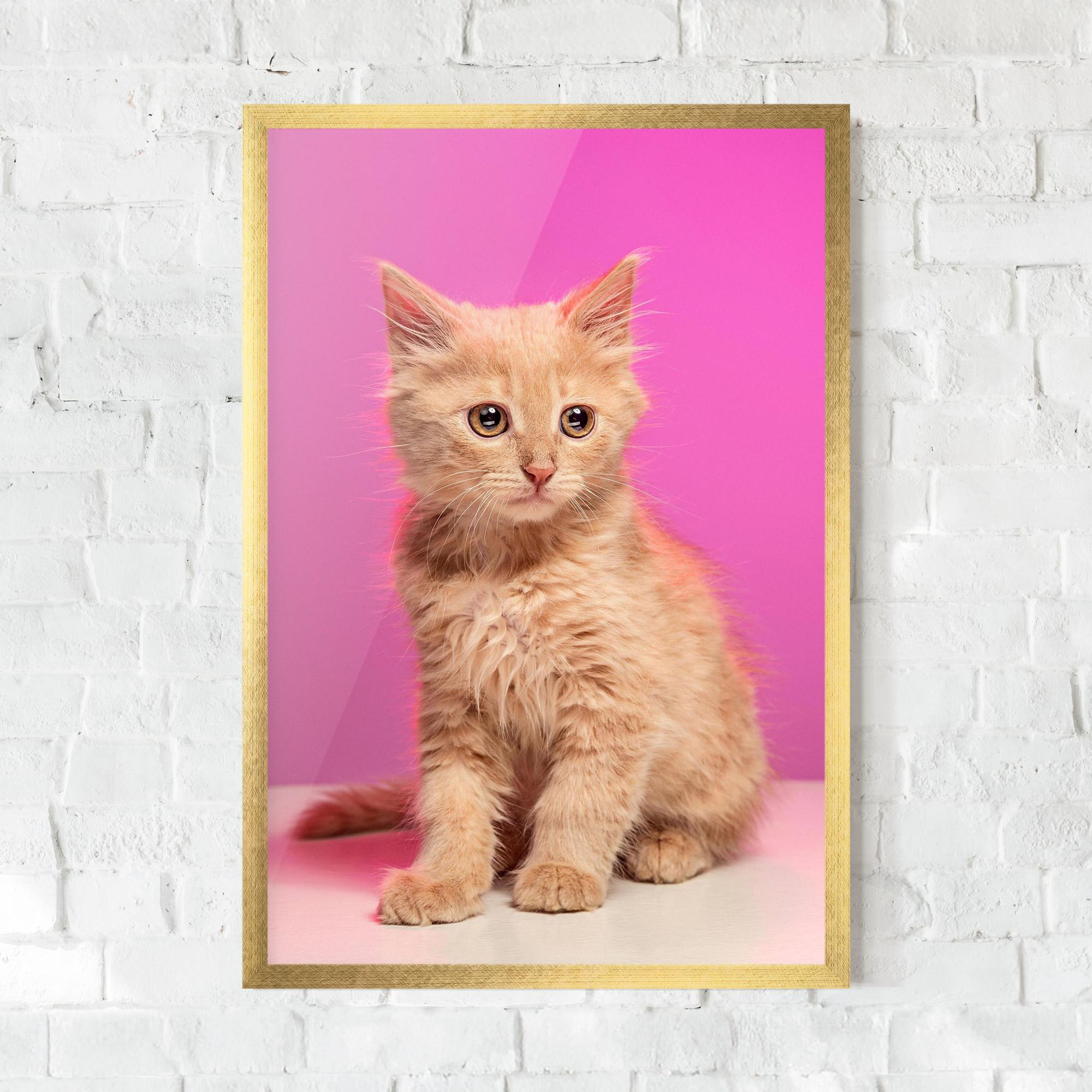 Рамкиран постер Orange Cat On Pink mockup 0