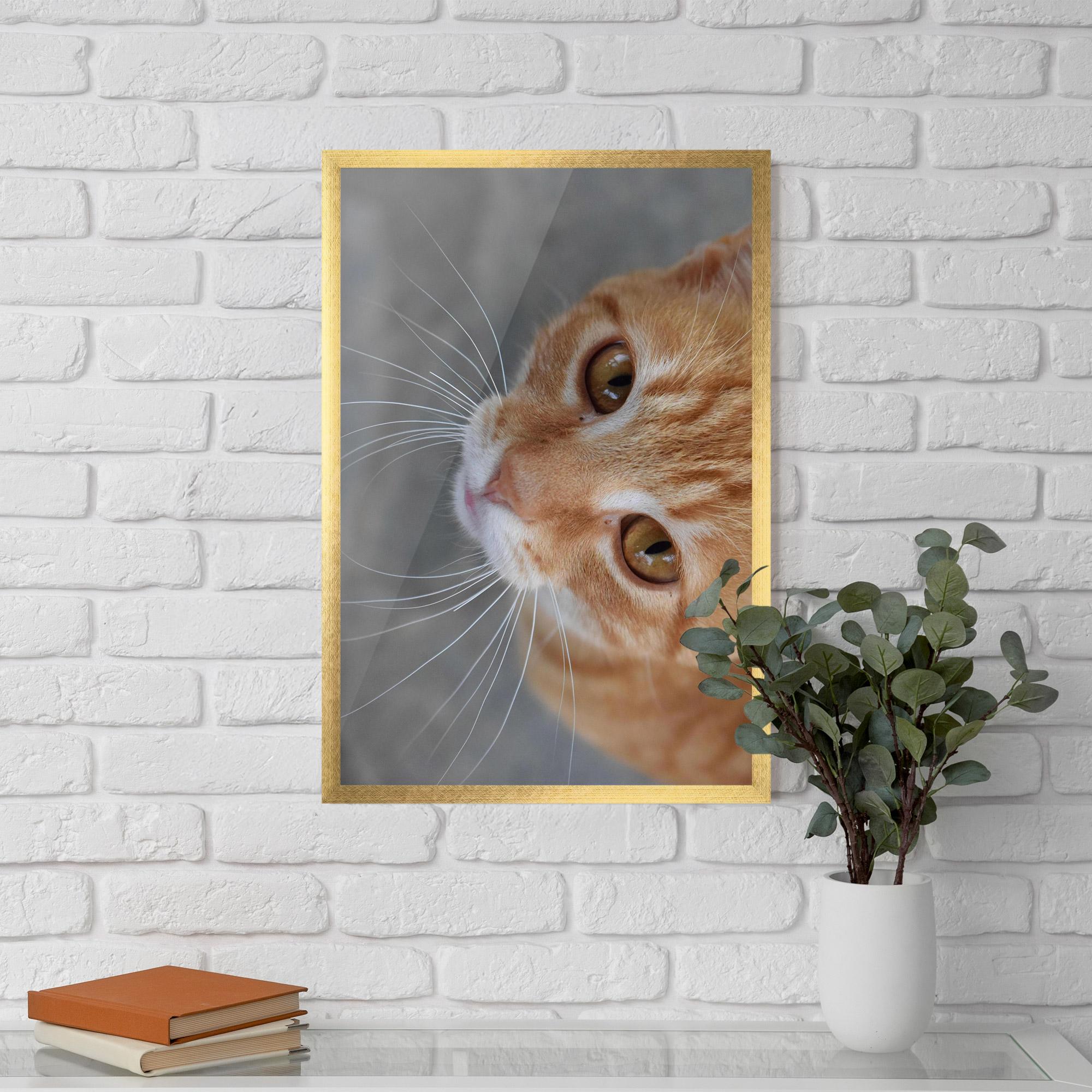 Рамкиран постер Pretty Orange Eyes Cat mockup 5
