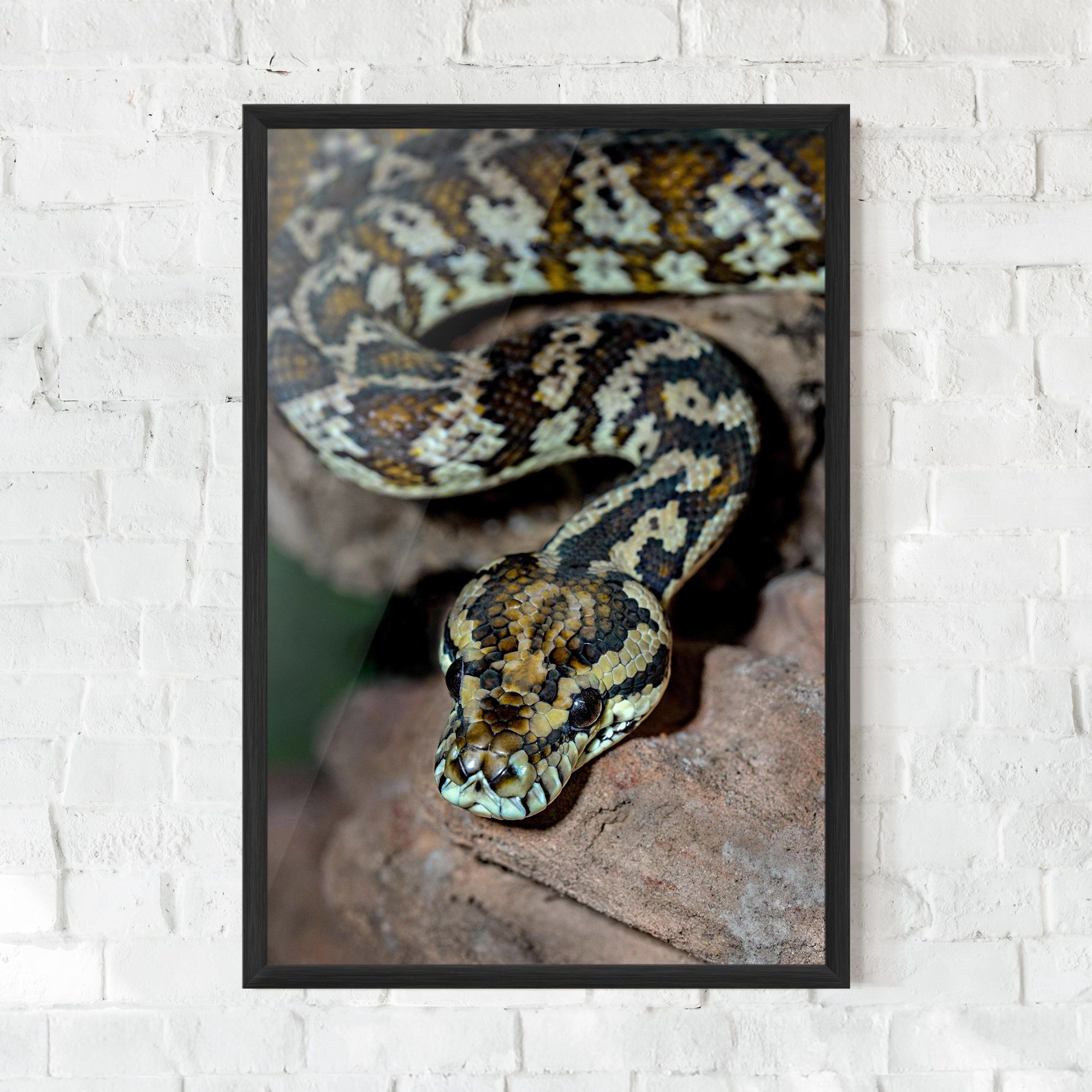 King Snake mockup 0