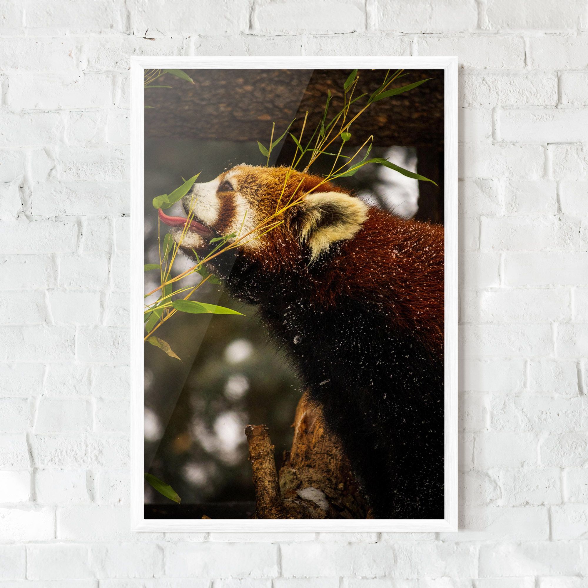Red Panda mockup 0