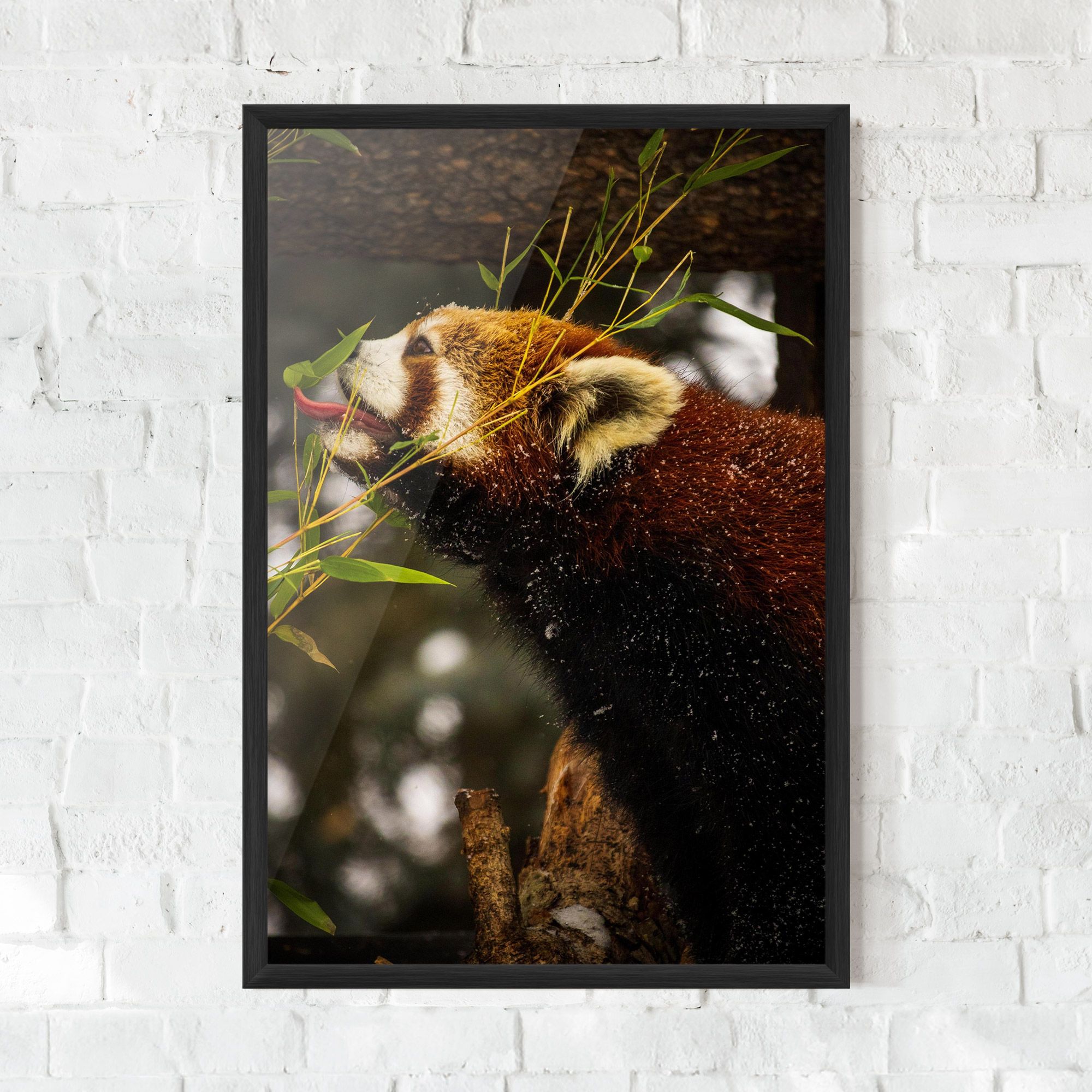 Red Panda mockup 0