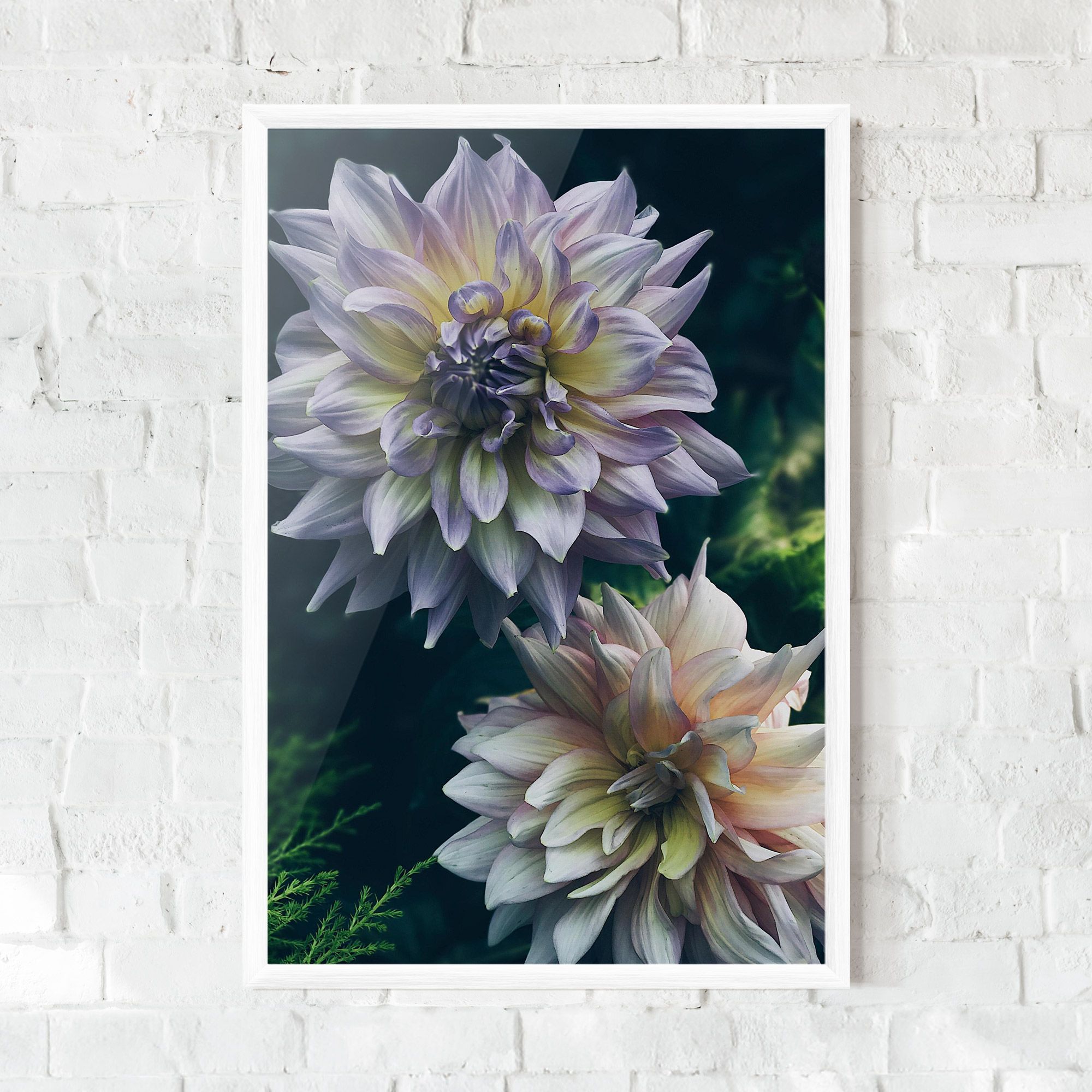 Dahlia Flowers mockup 0