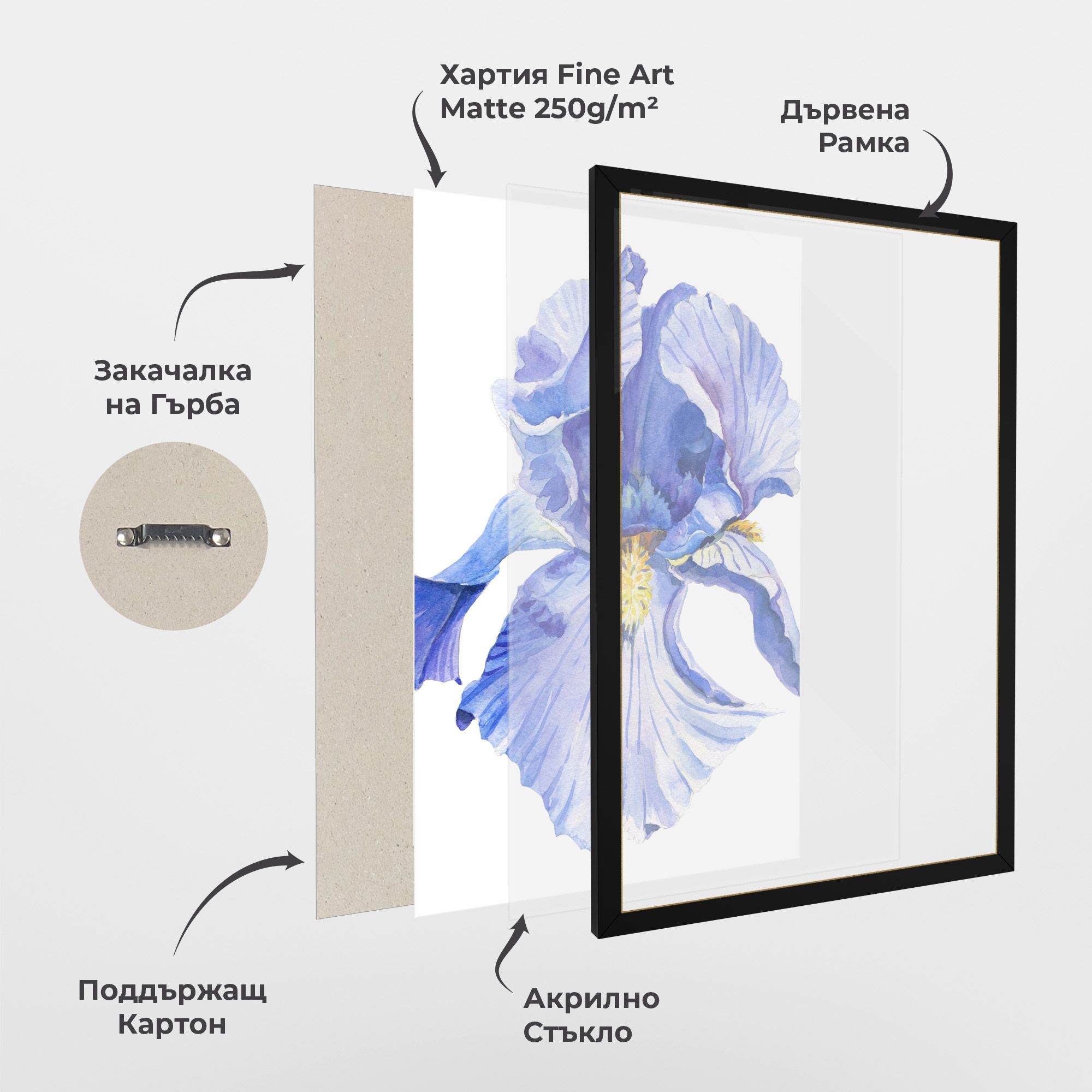 Purple Iris On White mockup 1