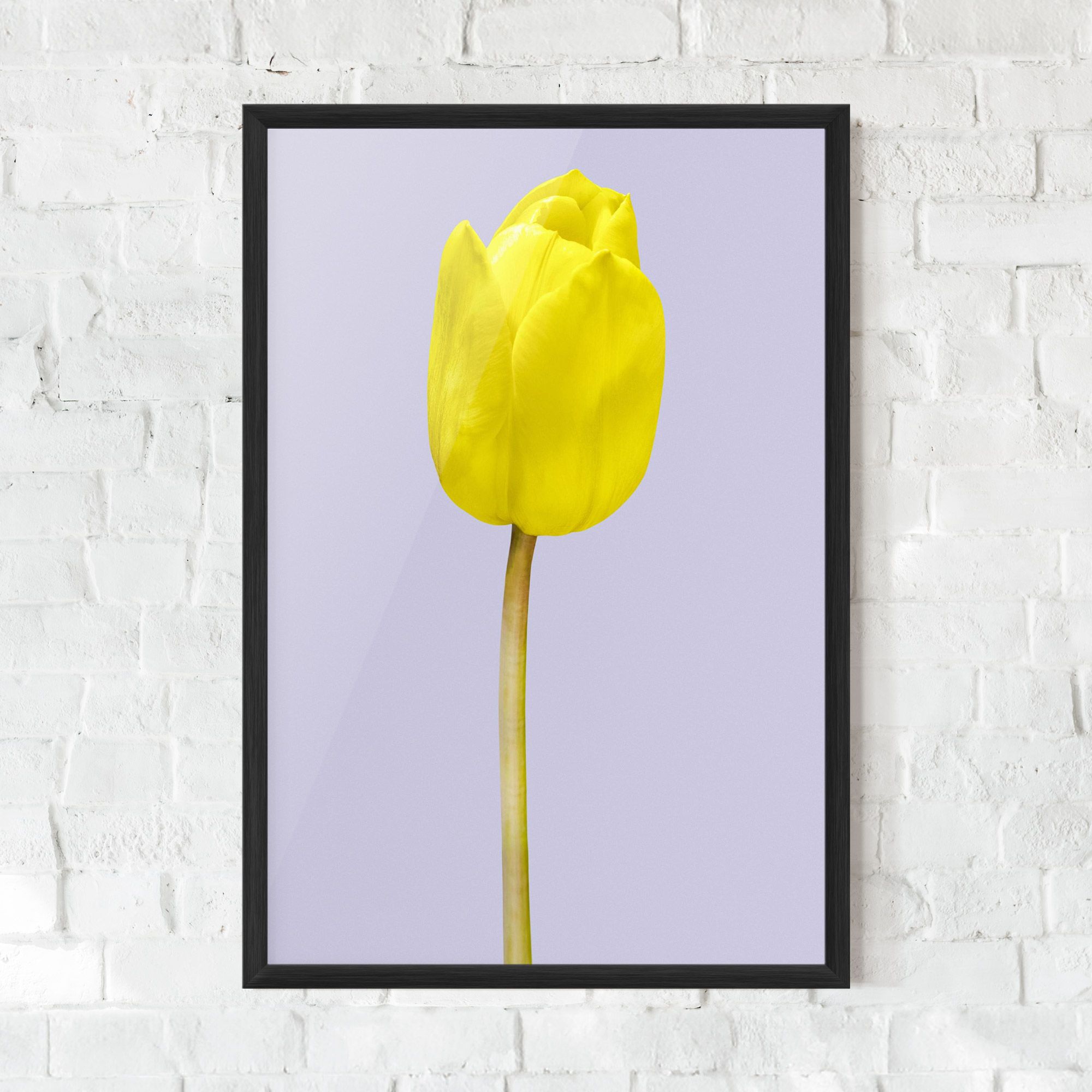 One Yellow Tulip mockup 0