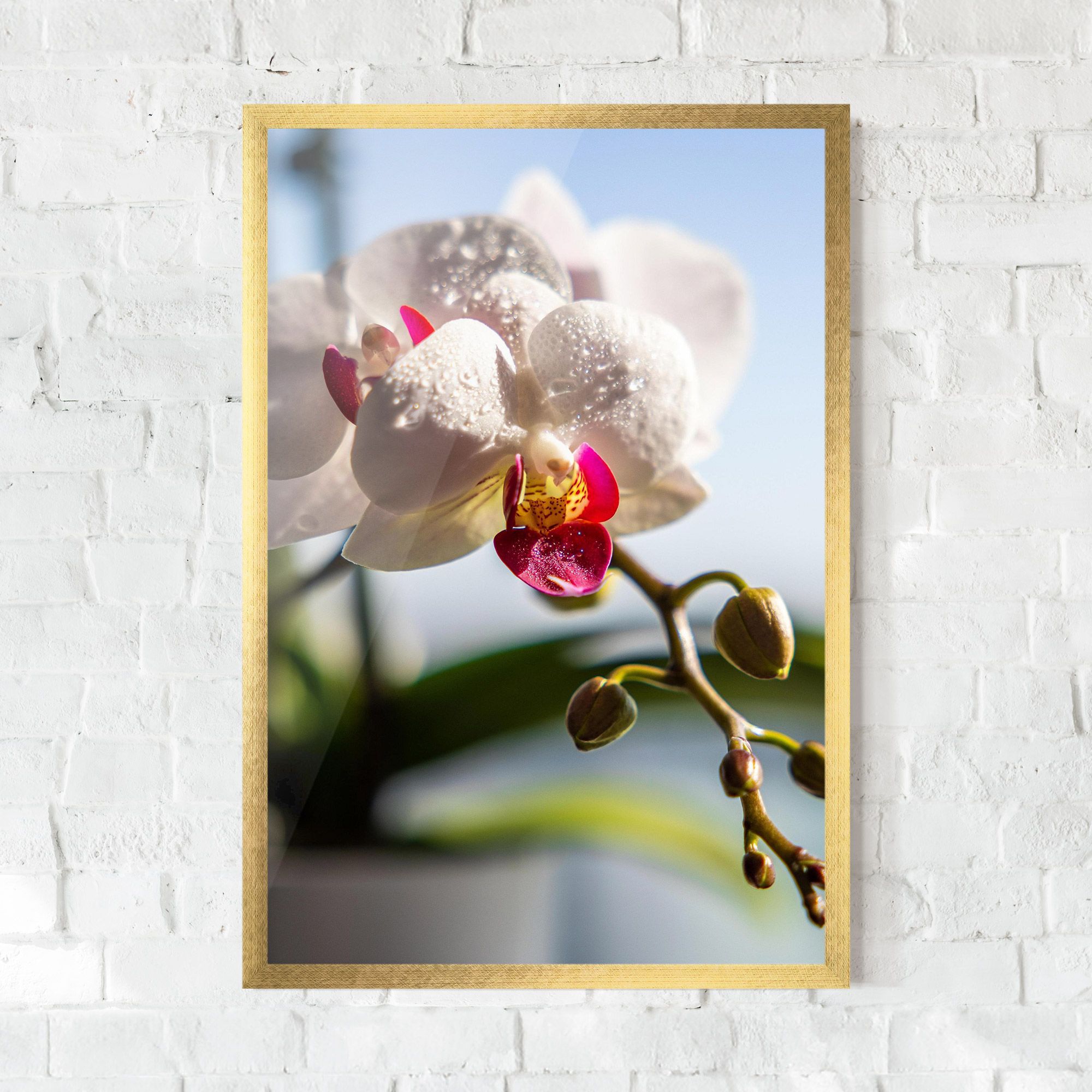 White Orchid With Water mockup 0