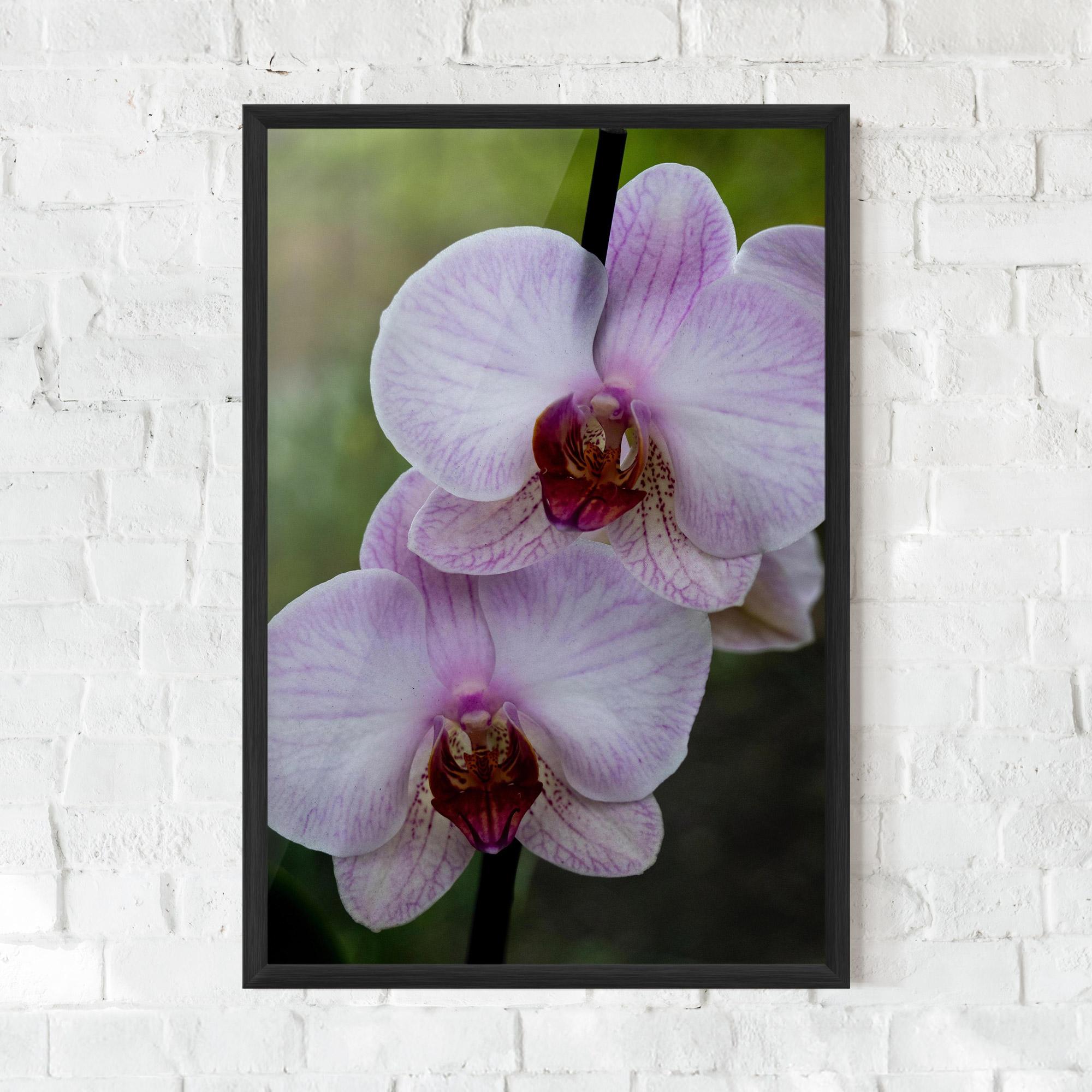 Рамкиран постер Garden Light Purple Orchid mockup 0