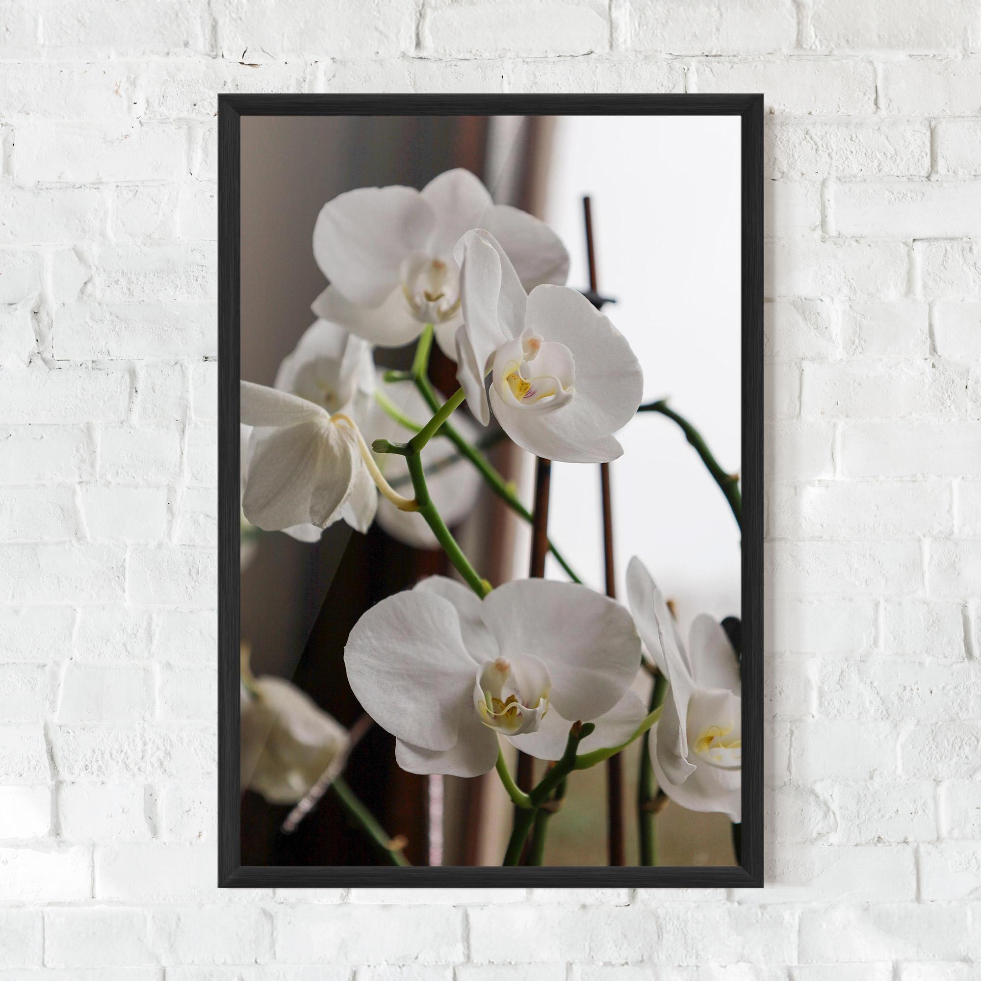 Рамкиран постер White Orchid Growing mockup 0