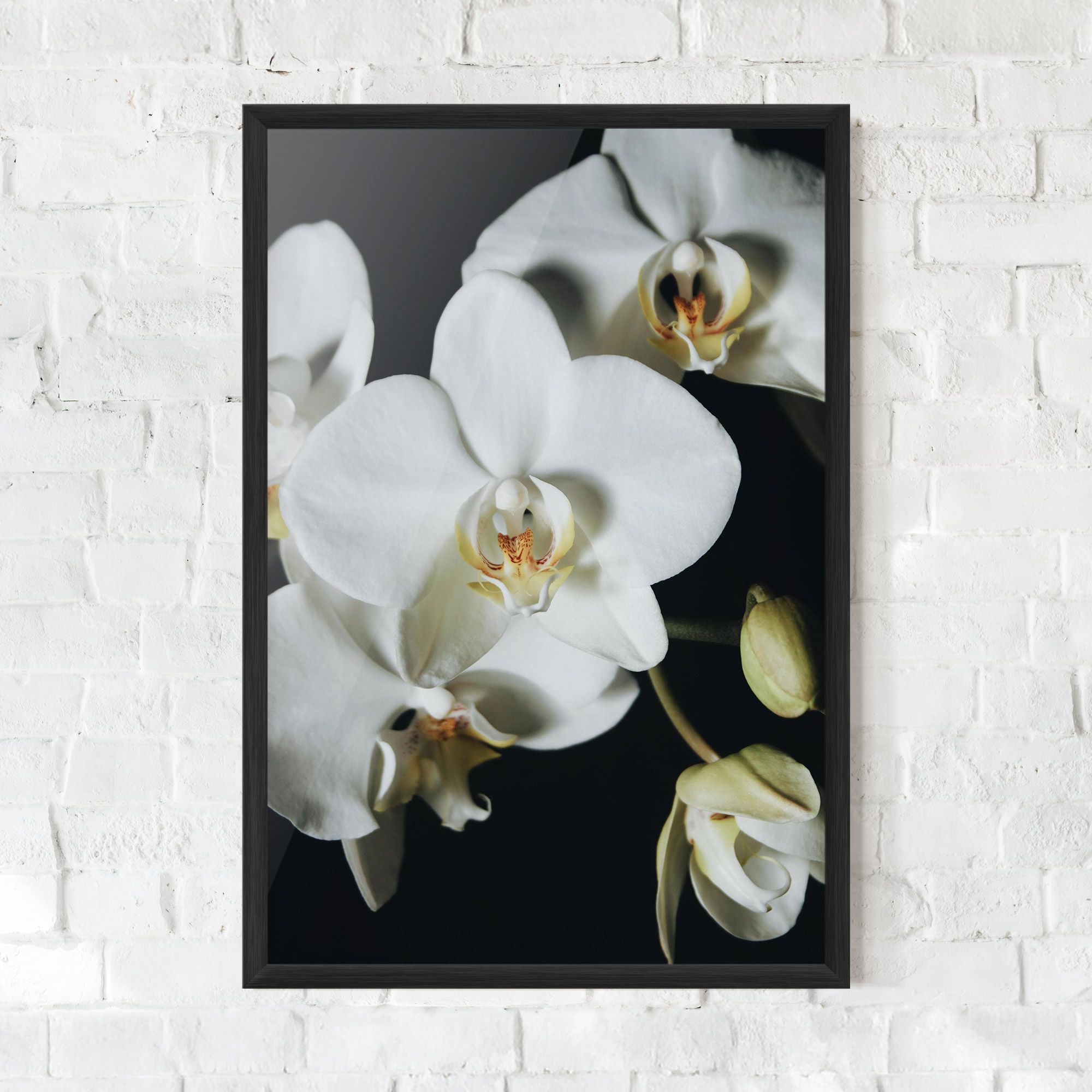 White Orchid On Black mockup 0