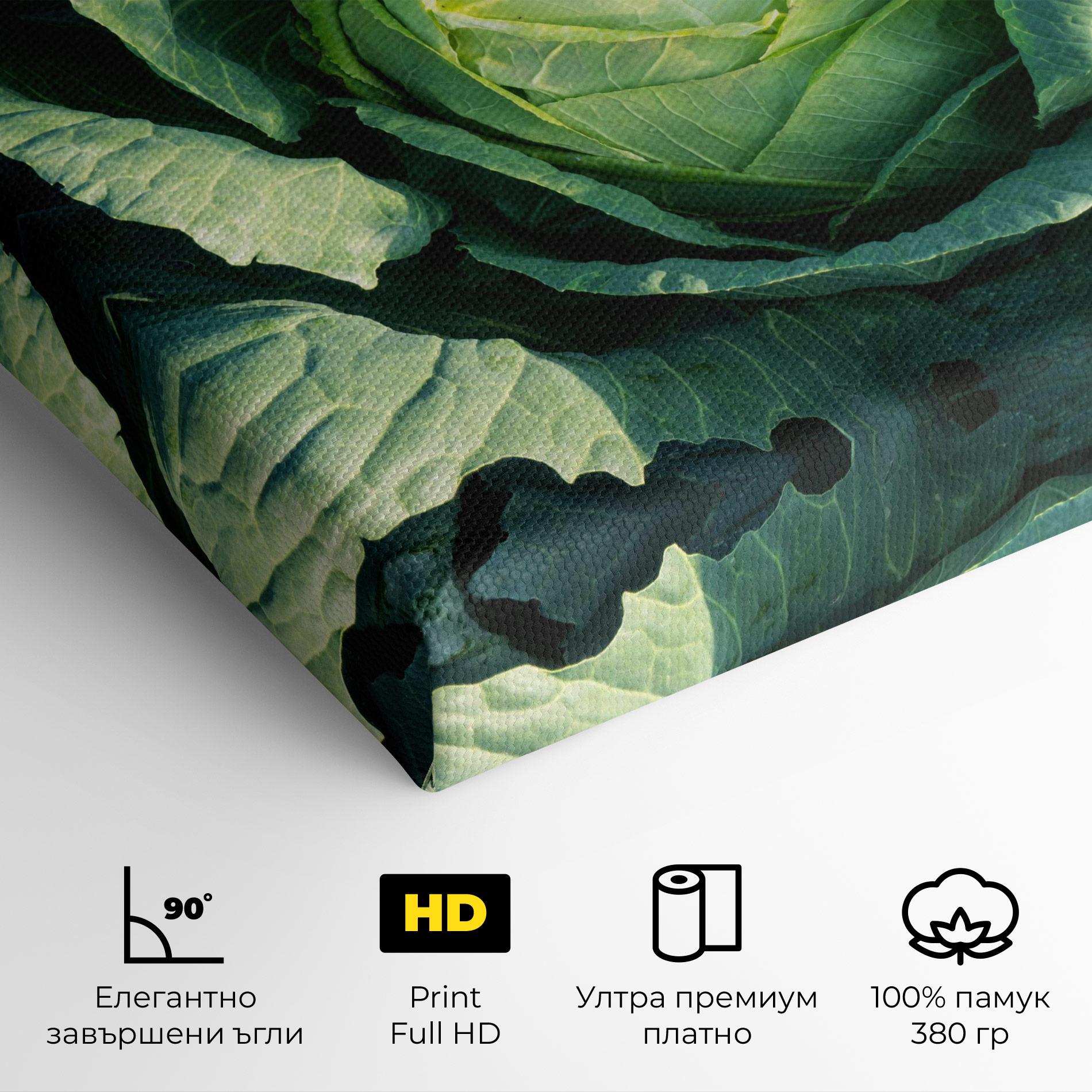 Картина на платно Green Lettuce mockup 4