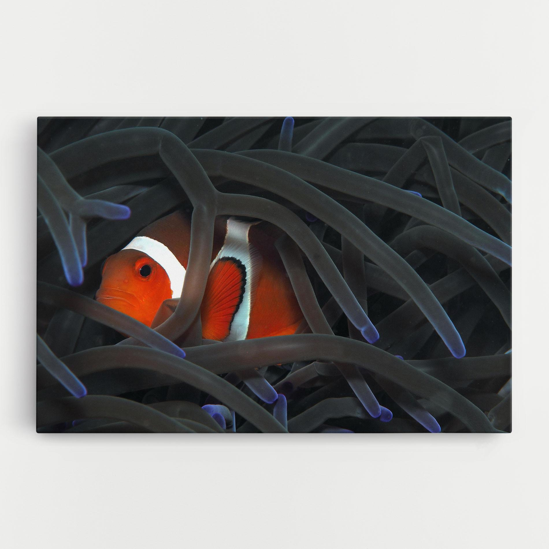 Картина на платно Nemo Hiding mockup 0