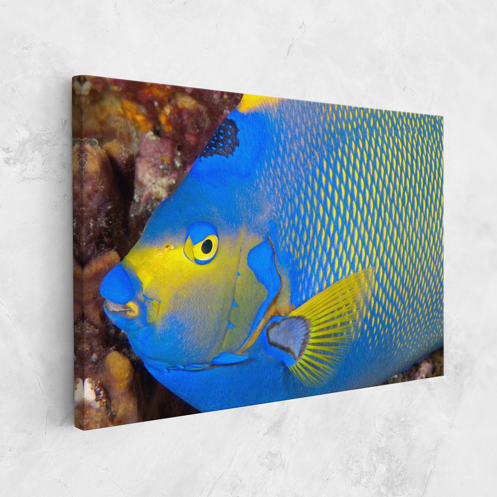 Blue Yellow Fish mockup 1