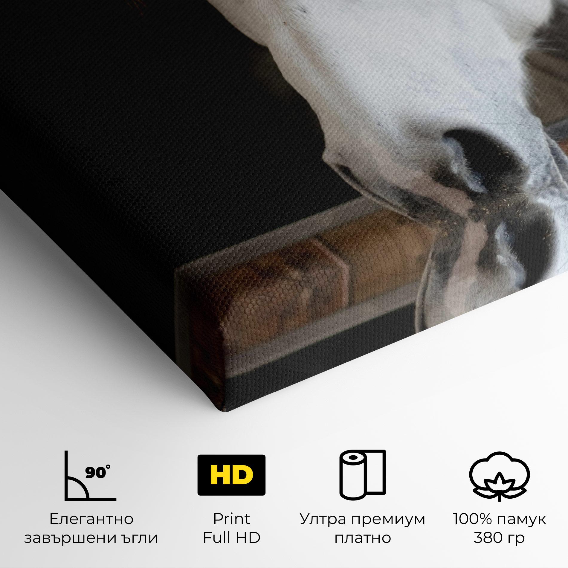 Картина на платно Grey Horse Head mockup 4