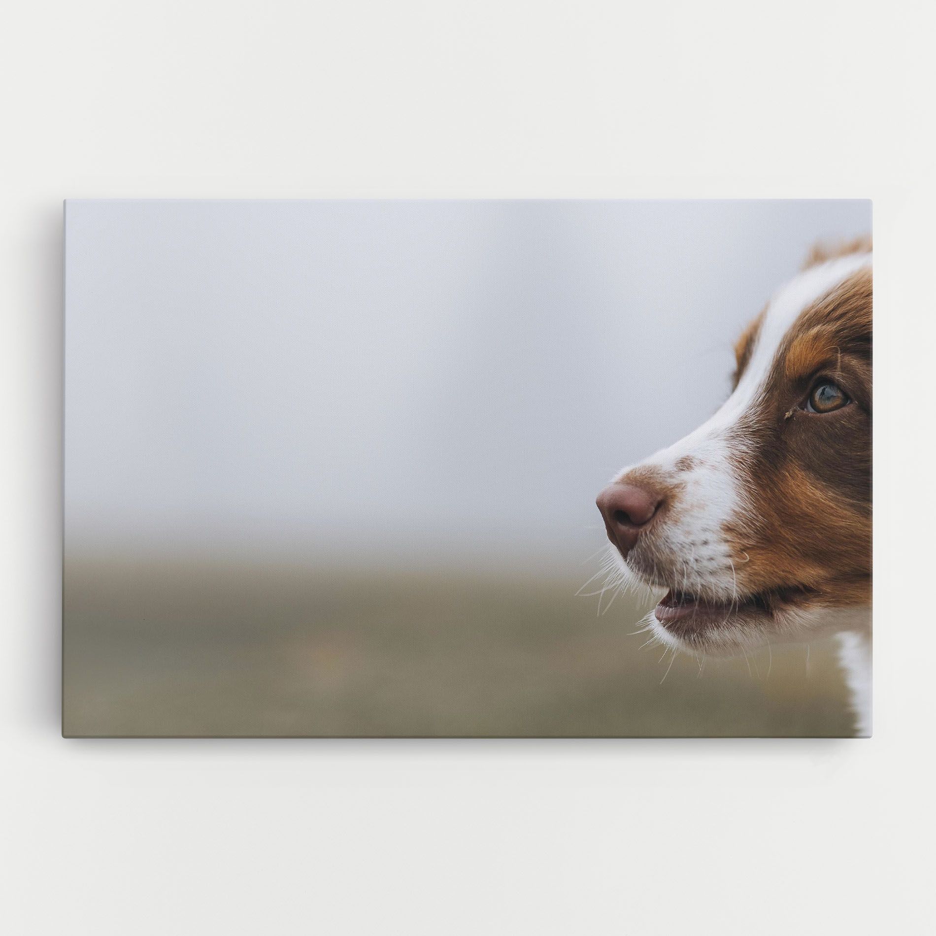 Brown White Dog mockup 0