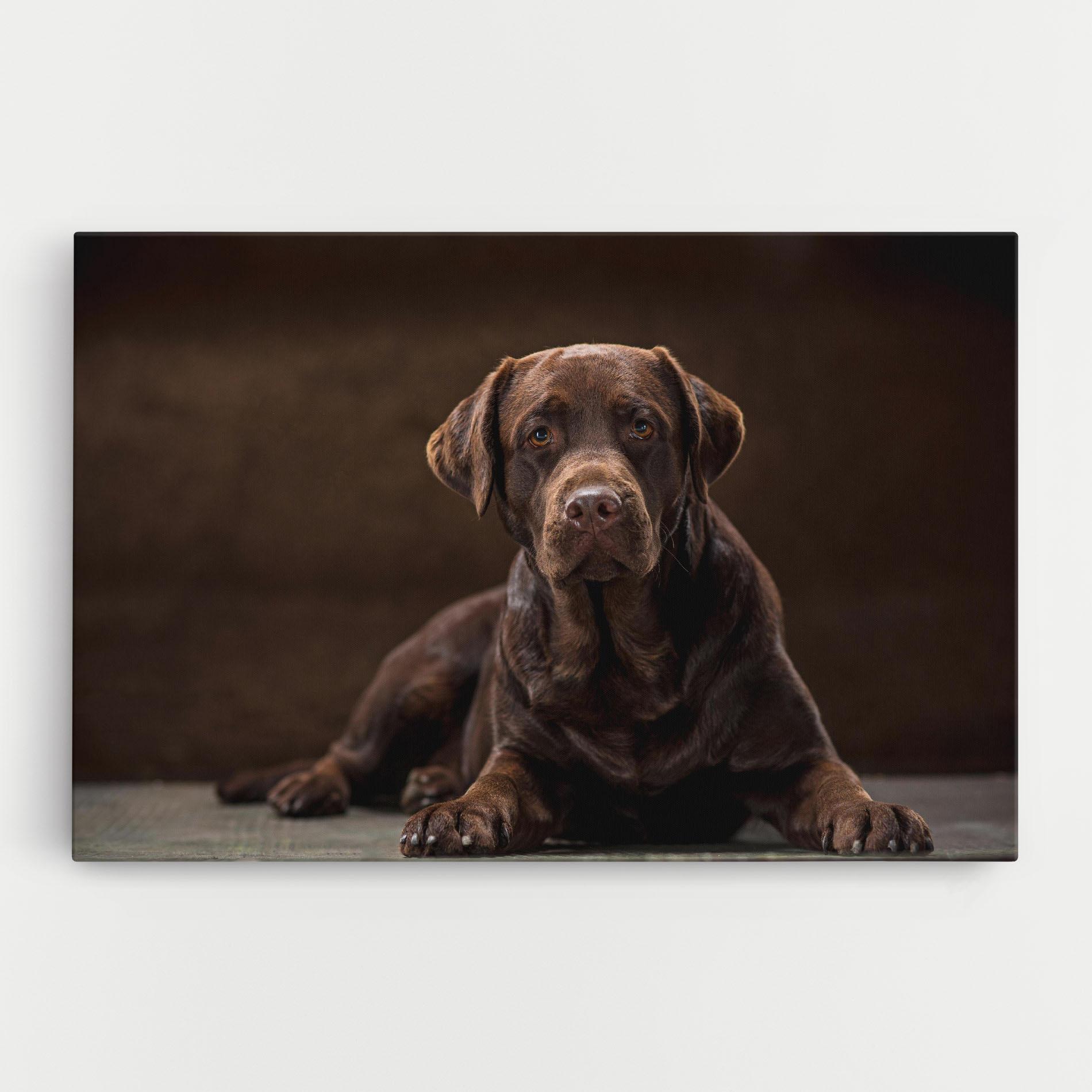 Картина на платно Cute Brown Labrador mockup 0