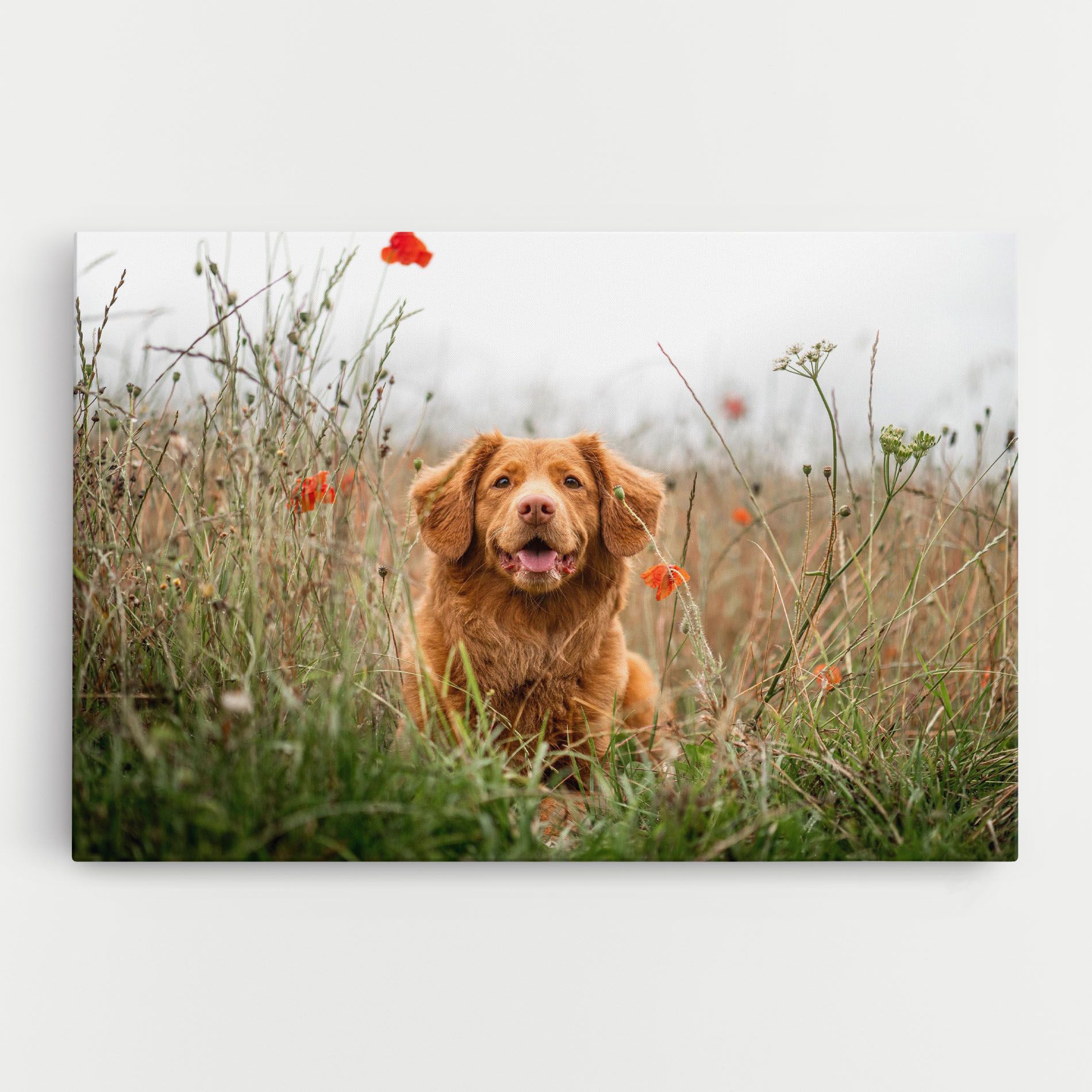 Red Flowers Dog mockup 0