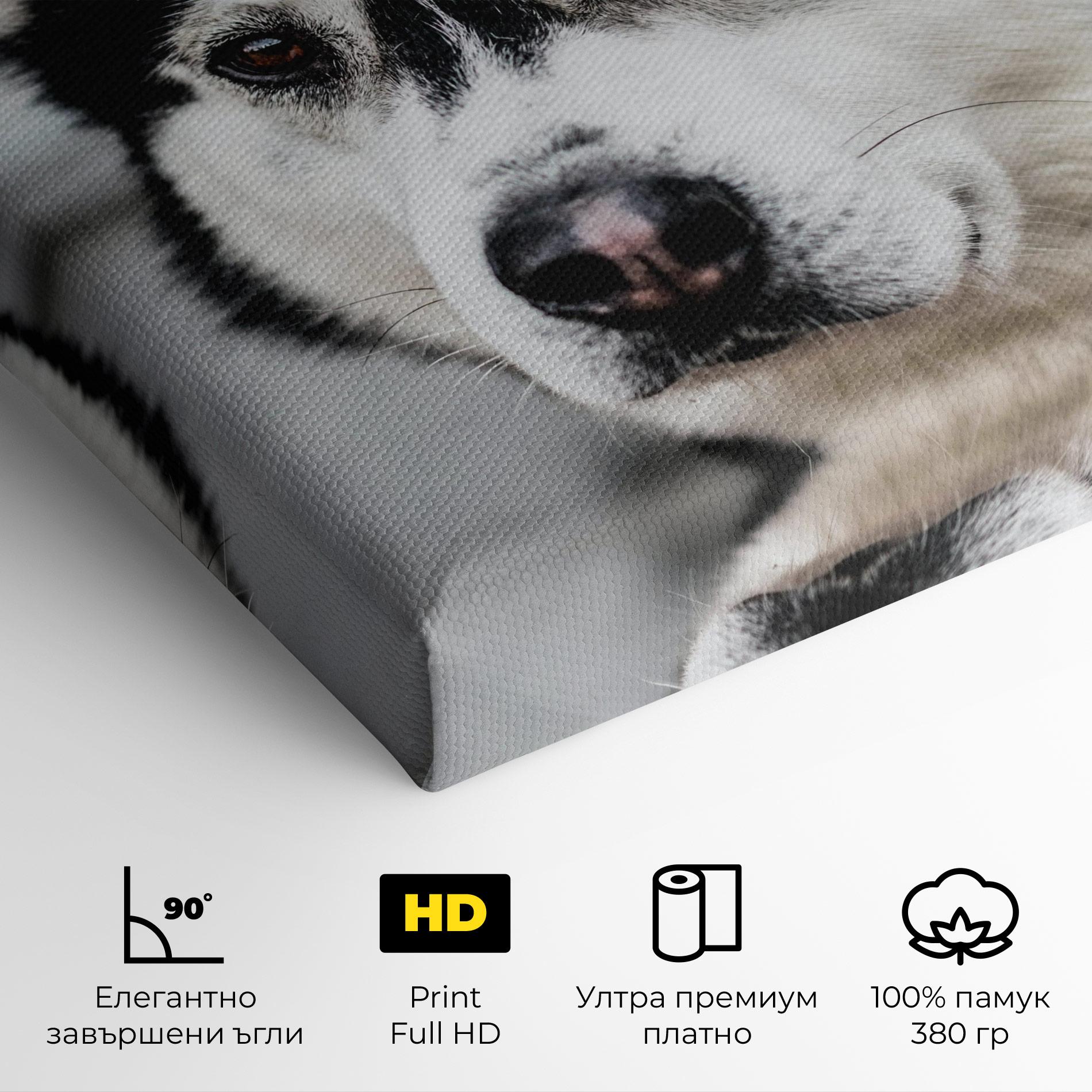 Картина на платно Husky Dog mockup 4