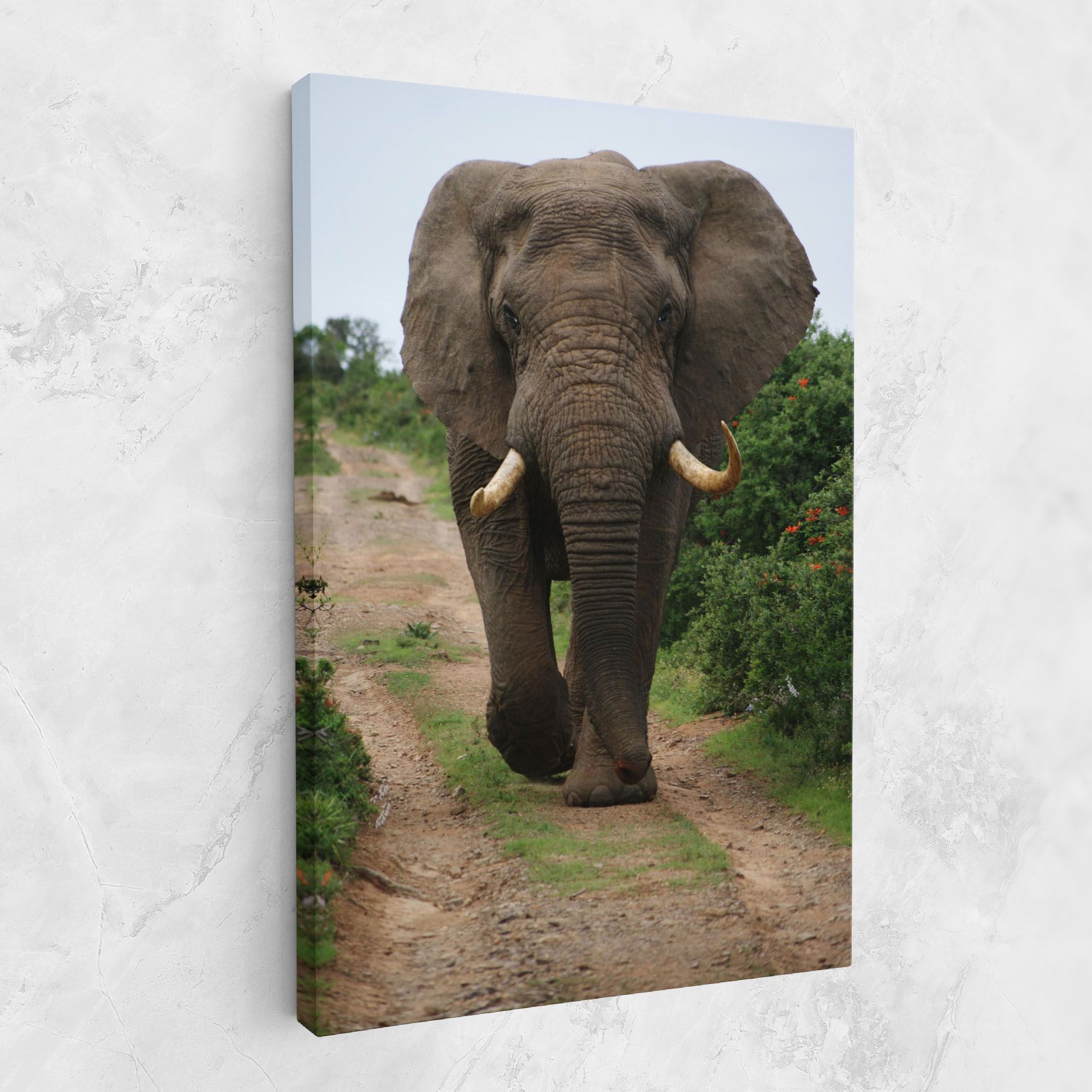 Elephant Safari mockup 1