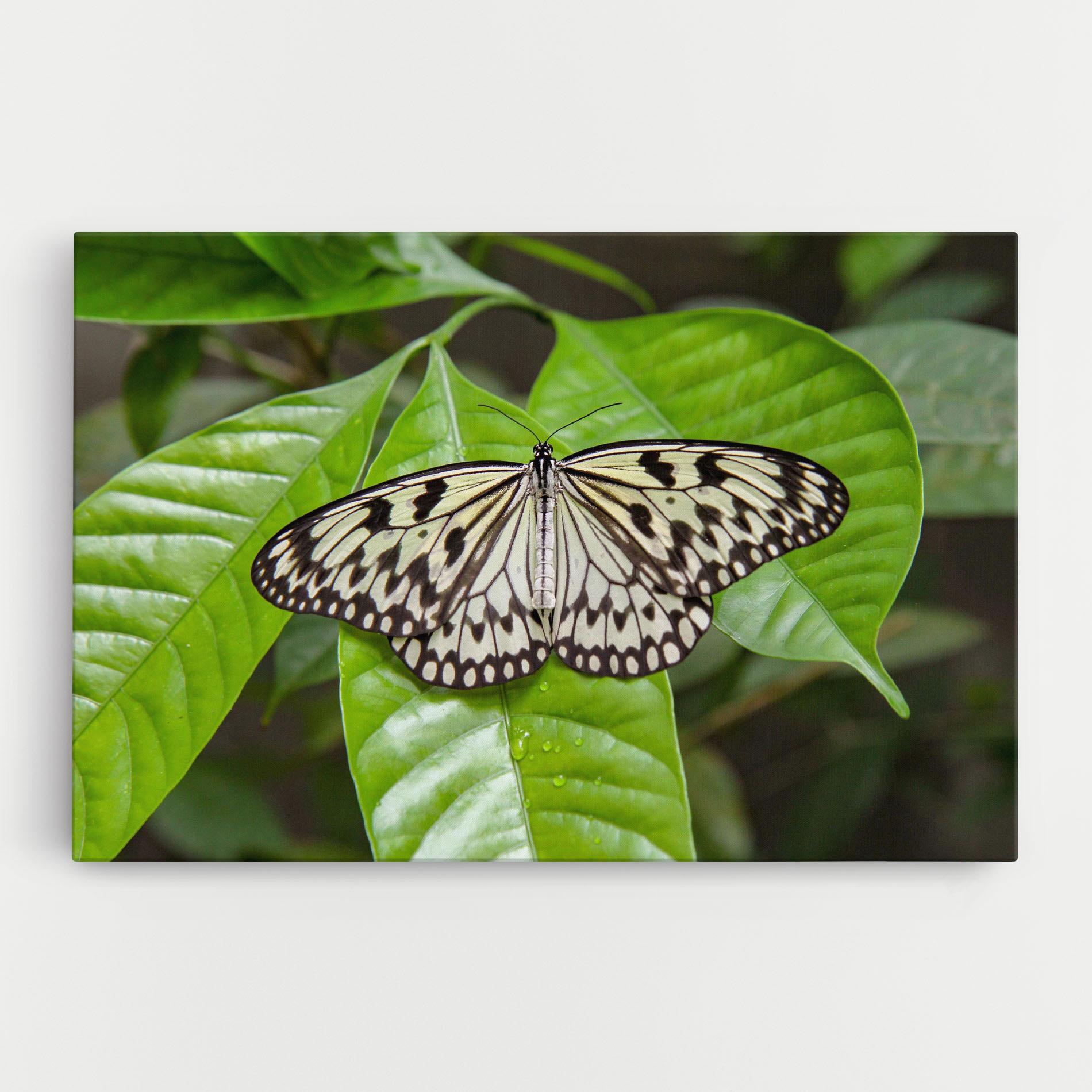 Картина на платно Beautiful White Butterfly mockup 0